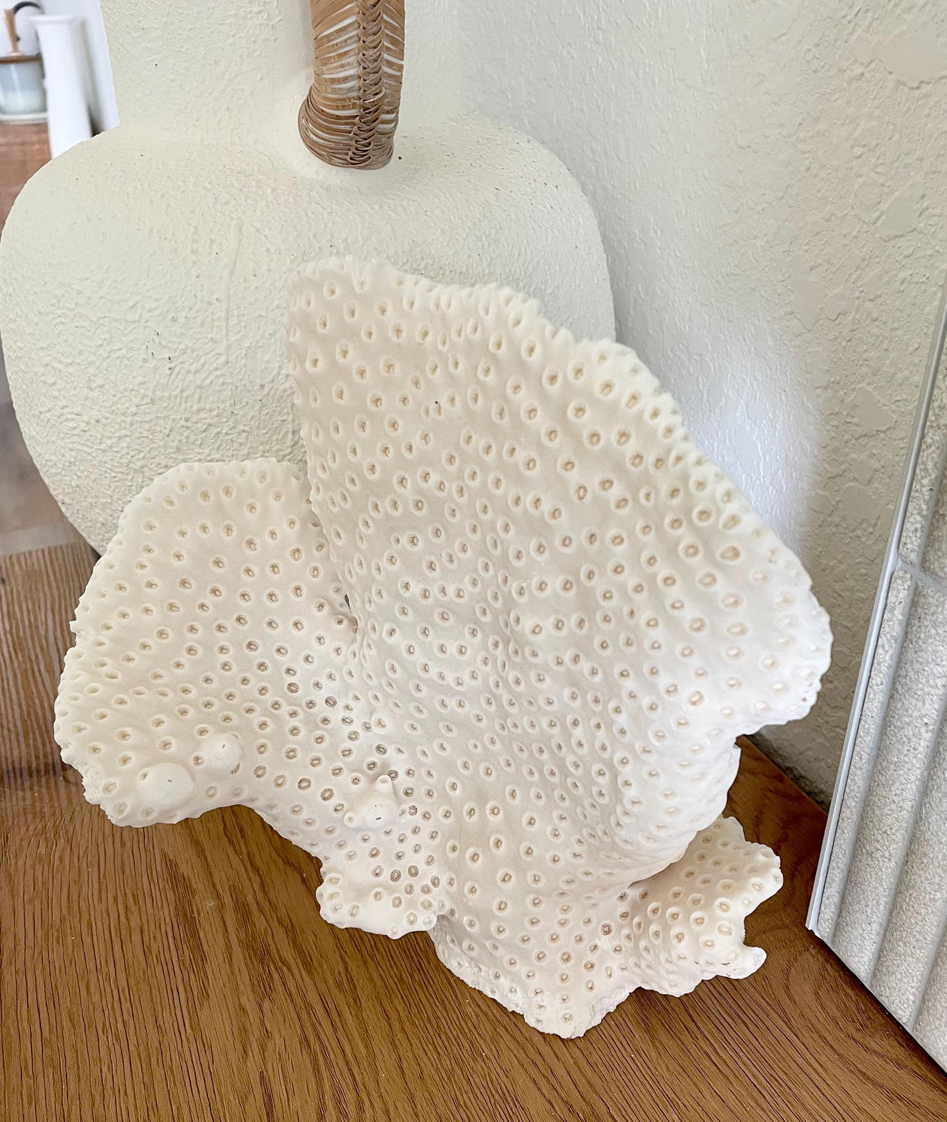 BLACK CUP CORAL Fossil 100% Natural 10"x9"x7" Coastal Beach Home Décor Display White