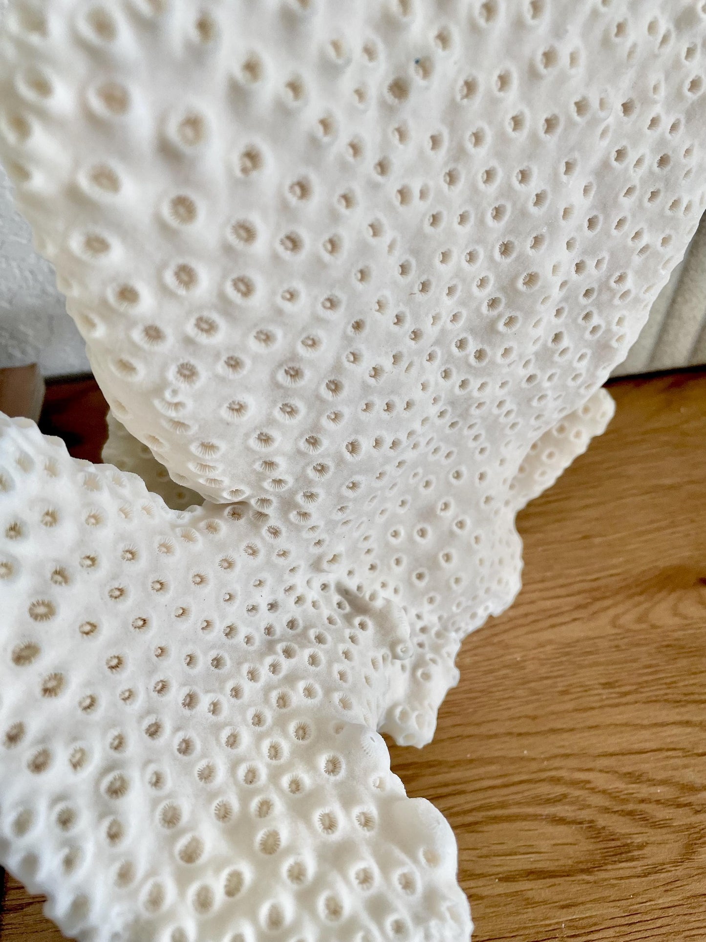 BLACK CUP CORAL Fossil 100% Natural 10"x9"x7" Coastal Beach Home Décor Display White