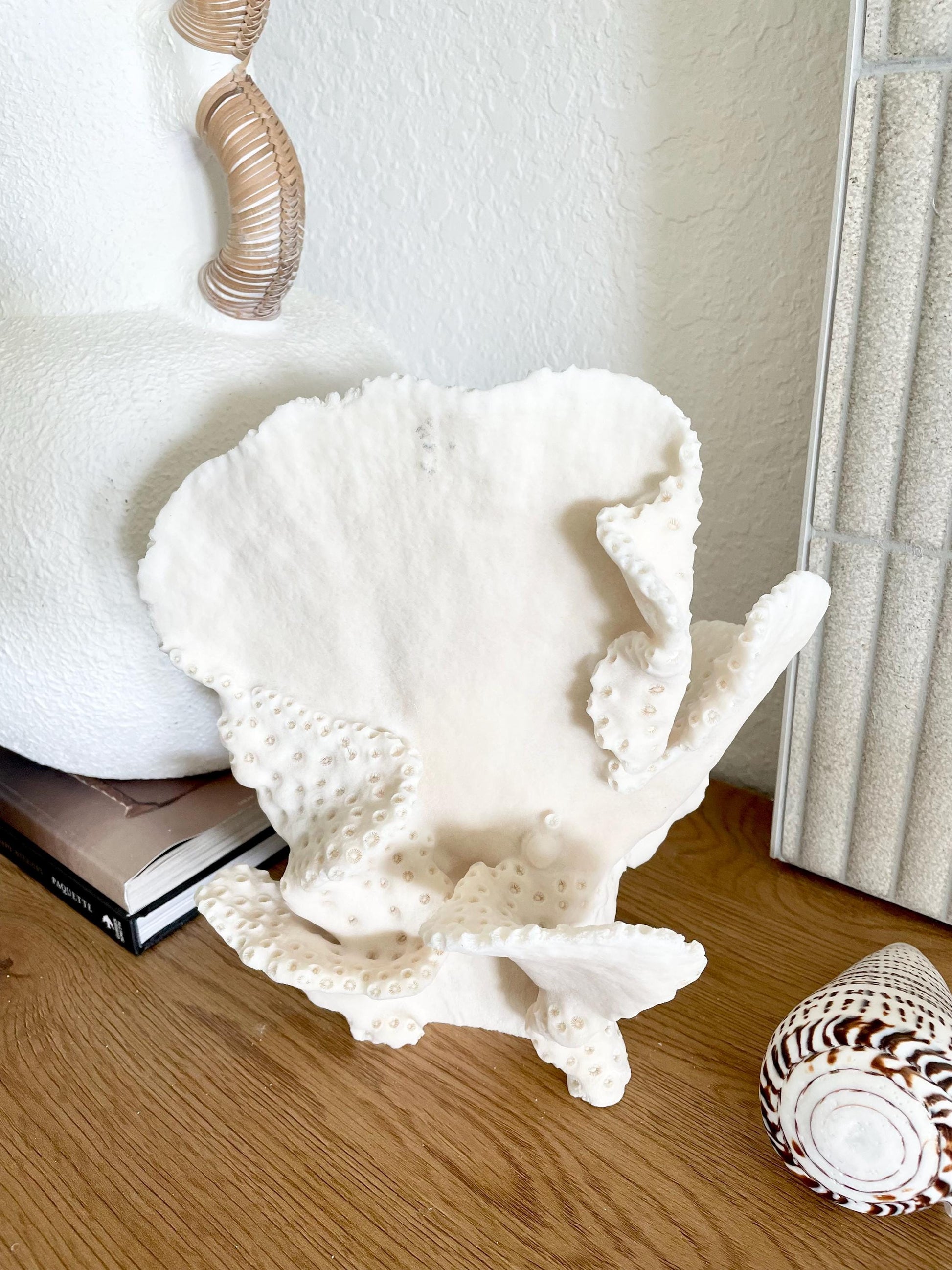 BLACK CUP CORAL Fossil 100% Natural 10"x9"x7" Coastal Beach Home Décor Display White