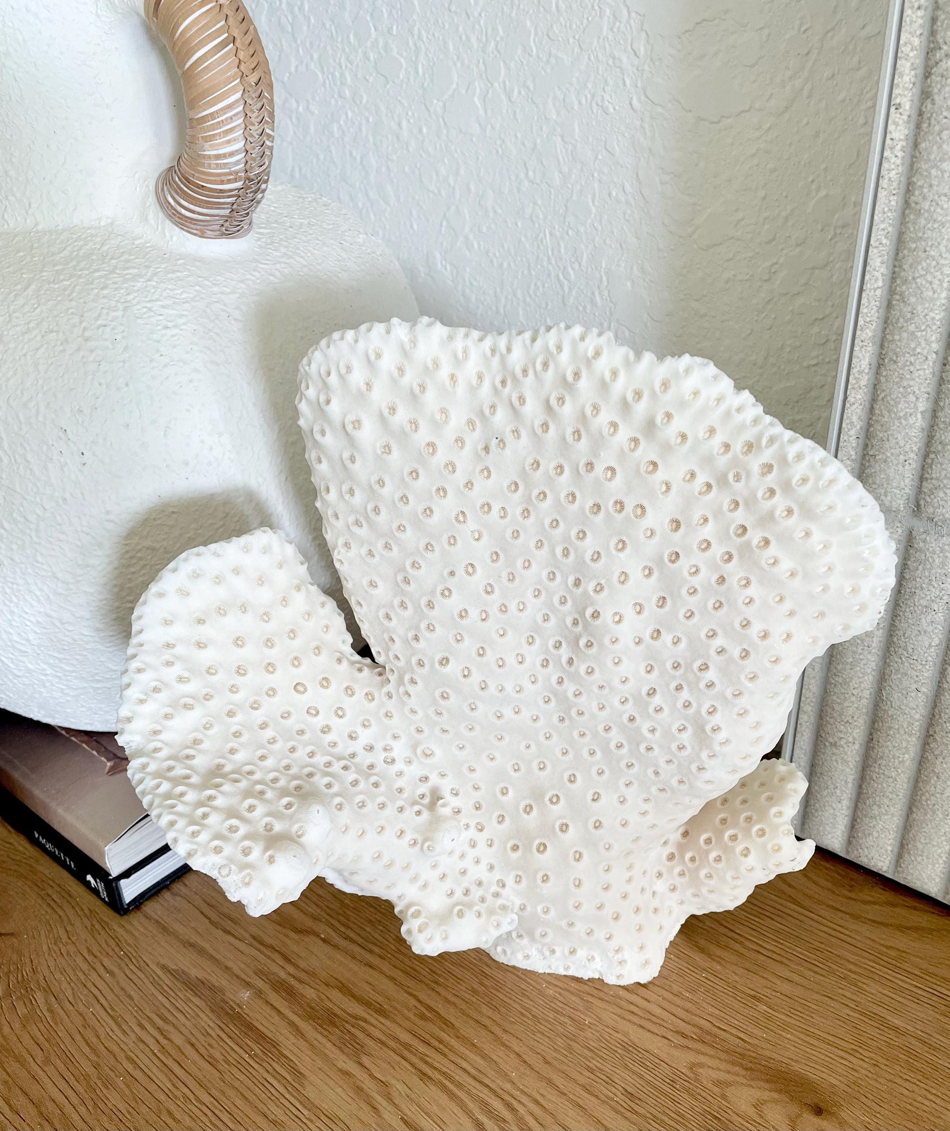 BLACK CUP CORAL Fossil 100% Natural 10"x9"x7" Coastal Beach Home Décor Display White