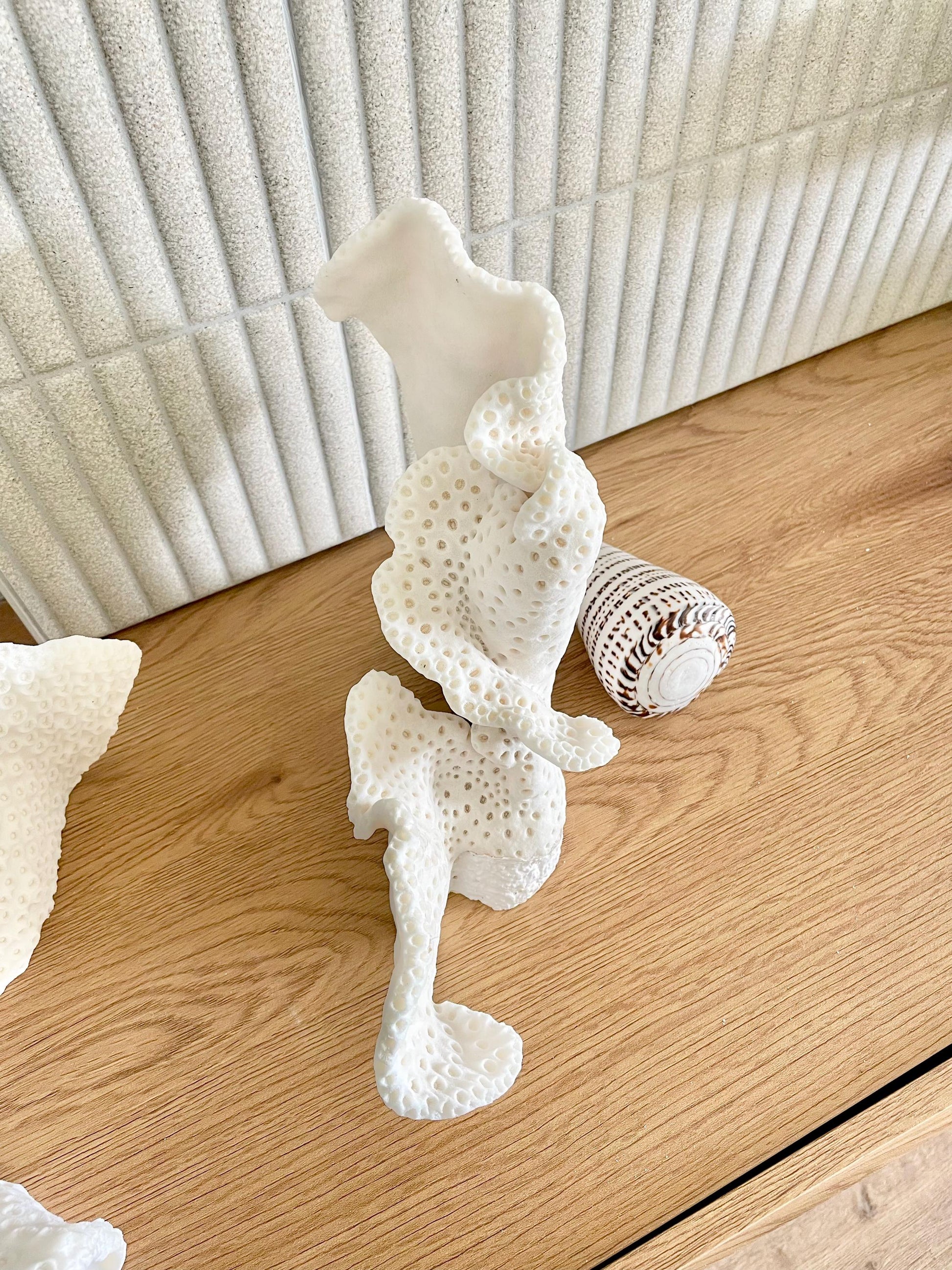 BLACK CUP CORAL Fossil 100% Natural 12"x9.5"x4.5" Coastal Beach Home Décor Display White