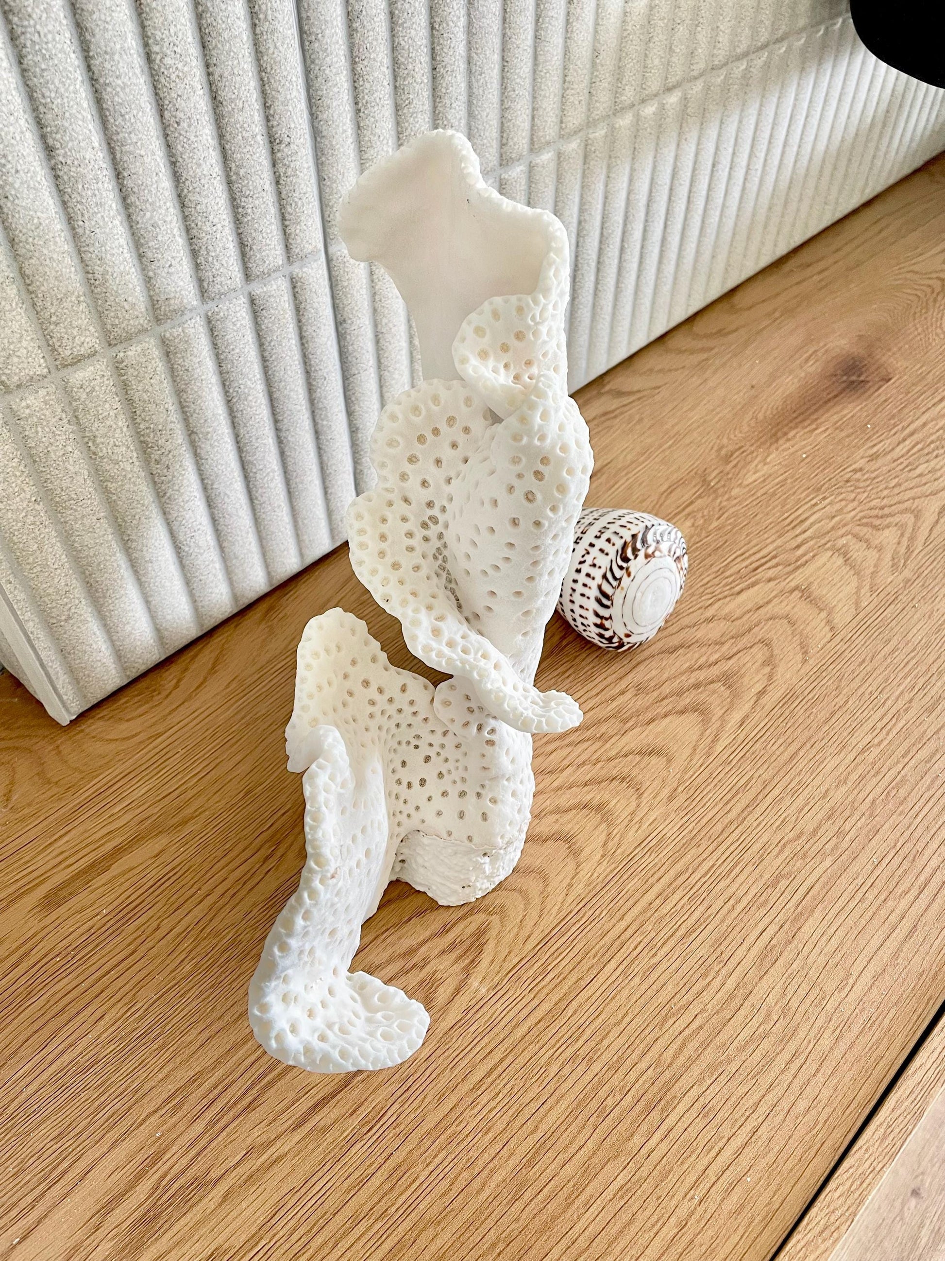 BLACK CUP CORAL Fossil 100% Natural 12"x9.5"x4.5" Coastal Beach Home Décor Display White