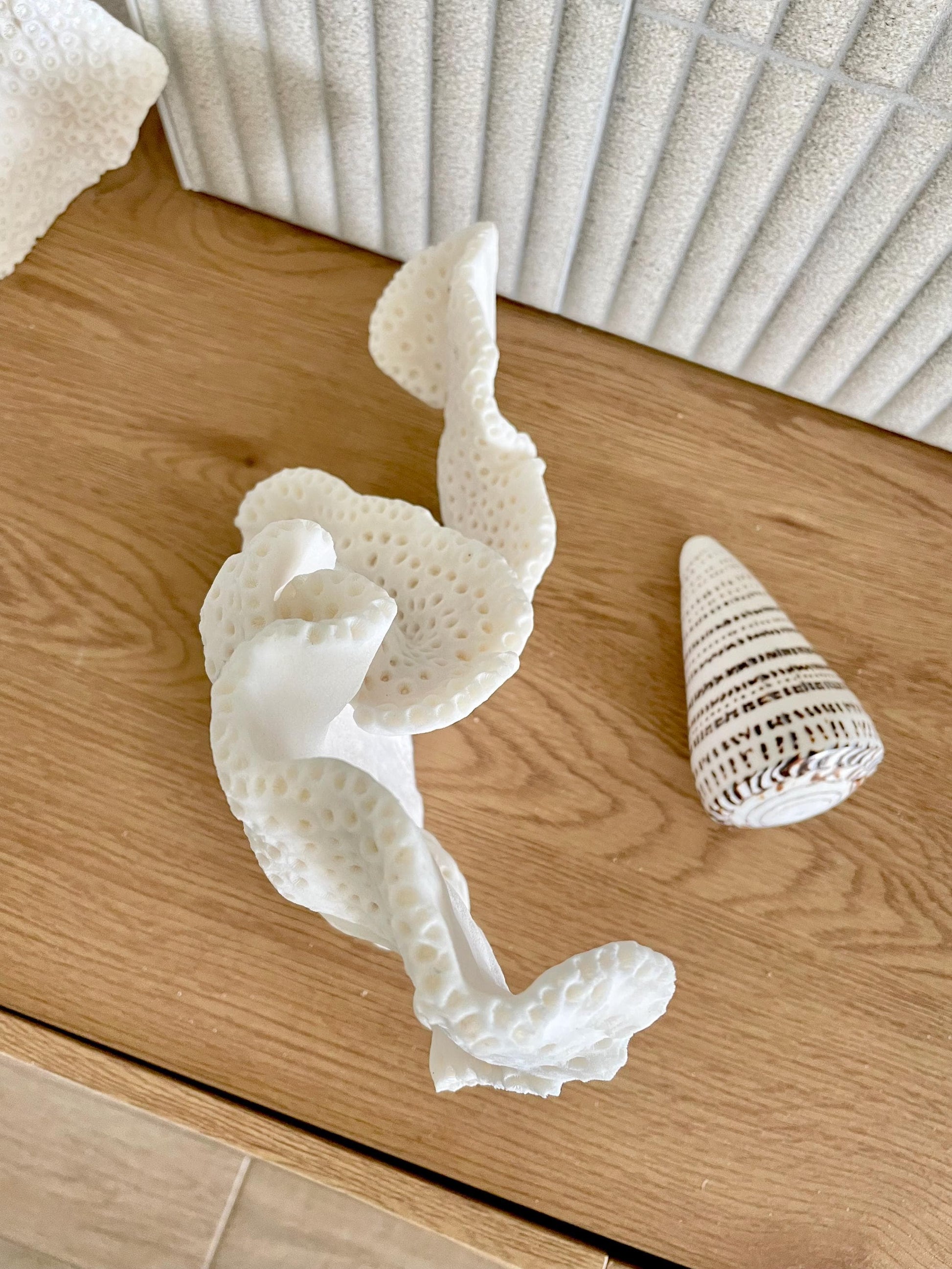 BLACK CUP CORAL Fossil 100% Natural 12"x9.5"x4.5" Coastal Beach Home Décor Display White