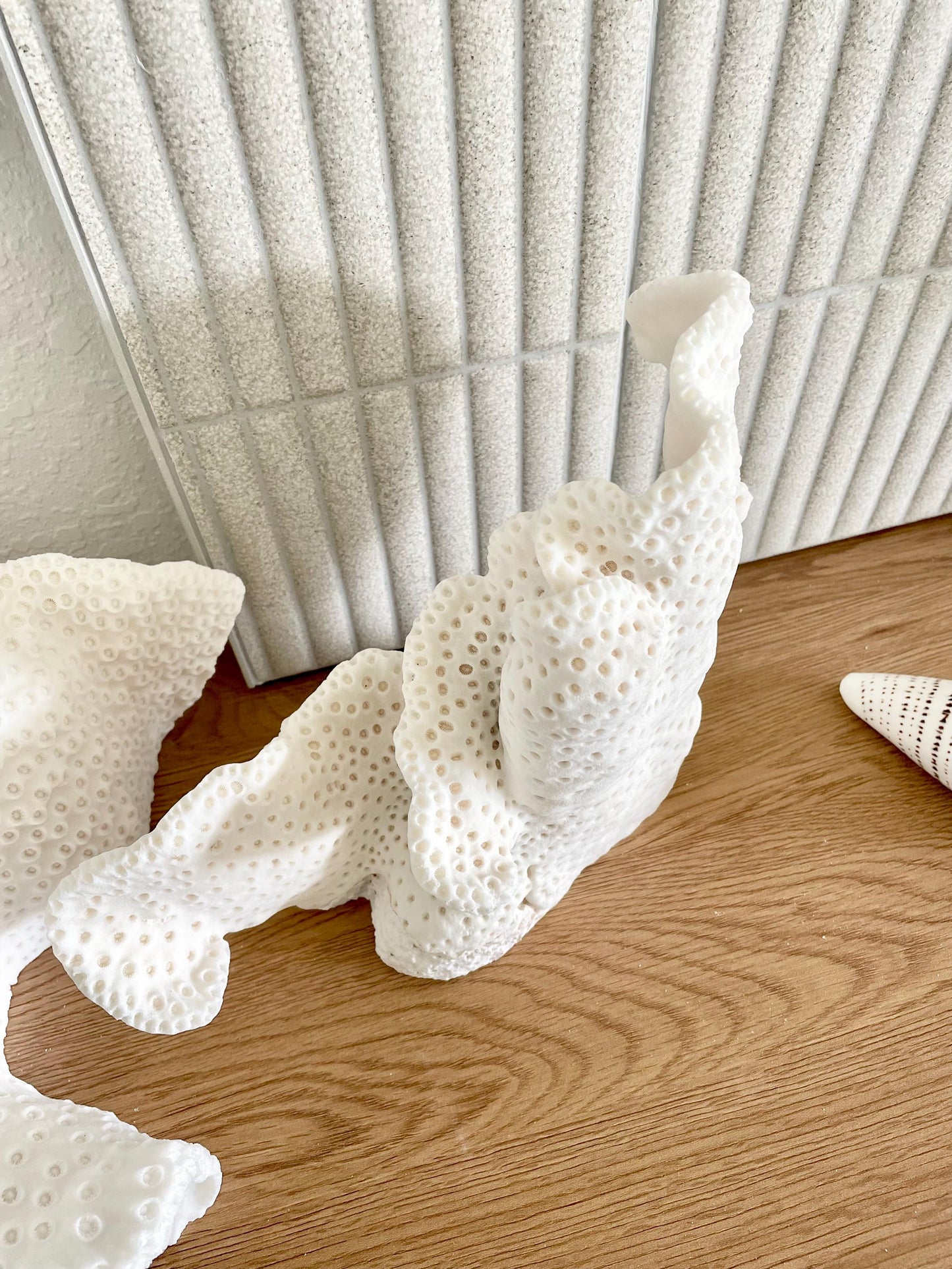 BLACK CUP CORAL Fossil 100% Natural 12"x9.5"x4.5" Coastal Beach Home Décor Display White