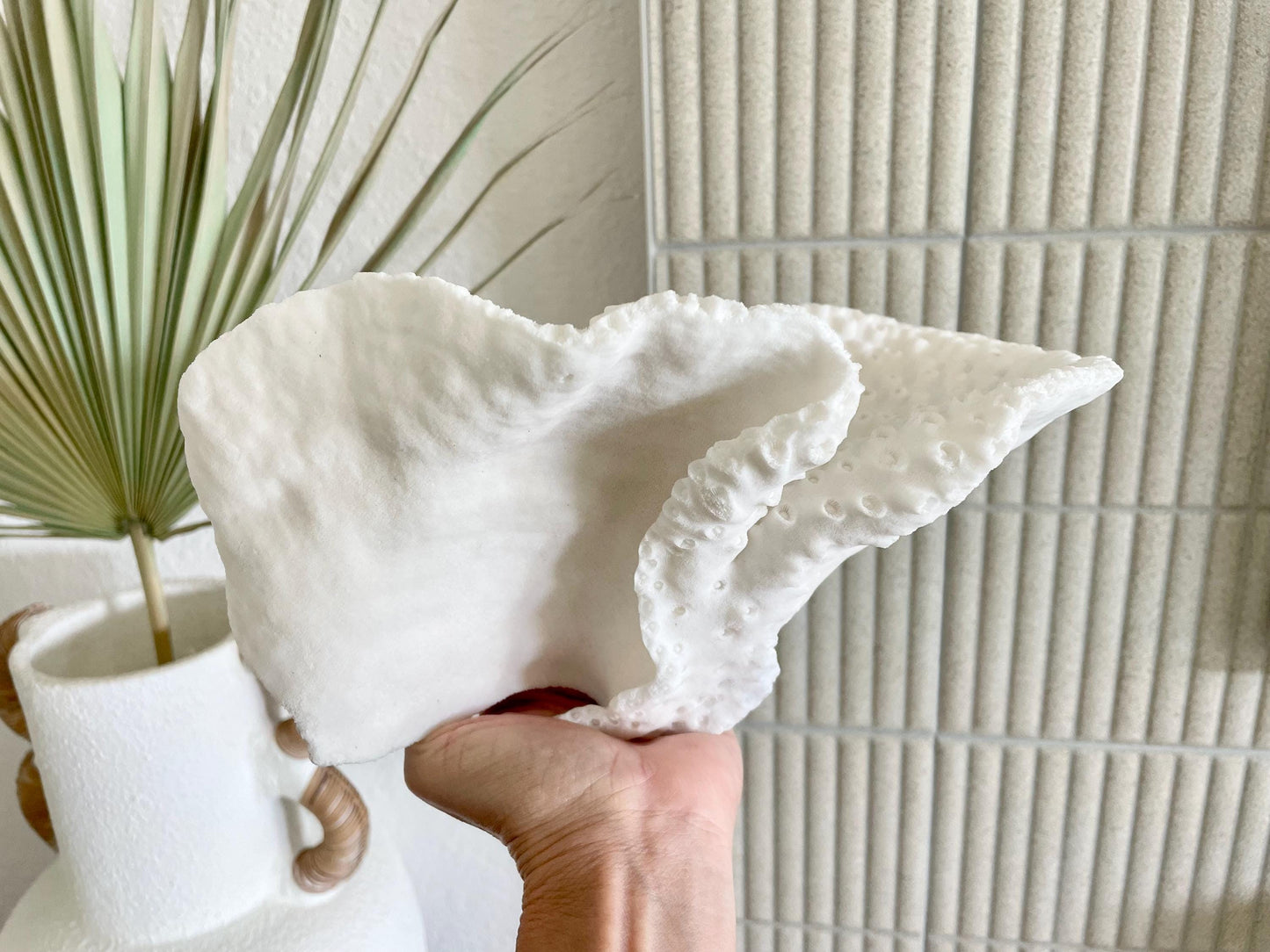 BLACK CUP CORAL Fossil 100% Natural 11"x6"x6" Coastal Beach Home Décor Display White