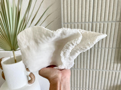 BLACK CUP CORAL Fossil 100% Natural 11"x6"x6" Coastal Beach Home Décor Display White