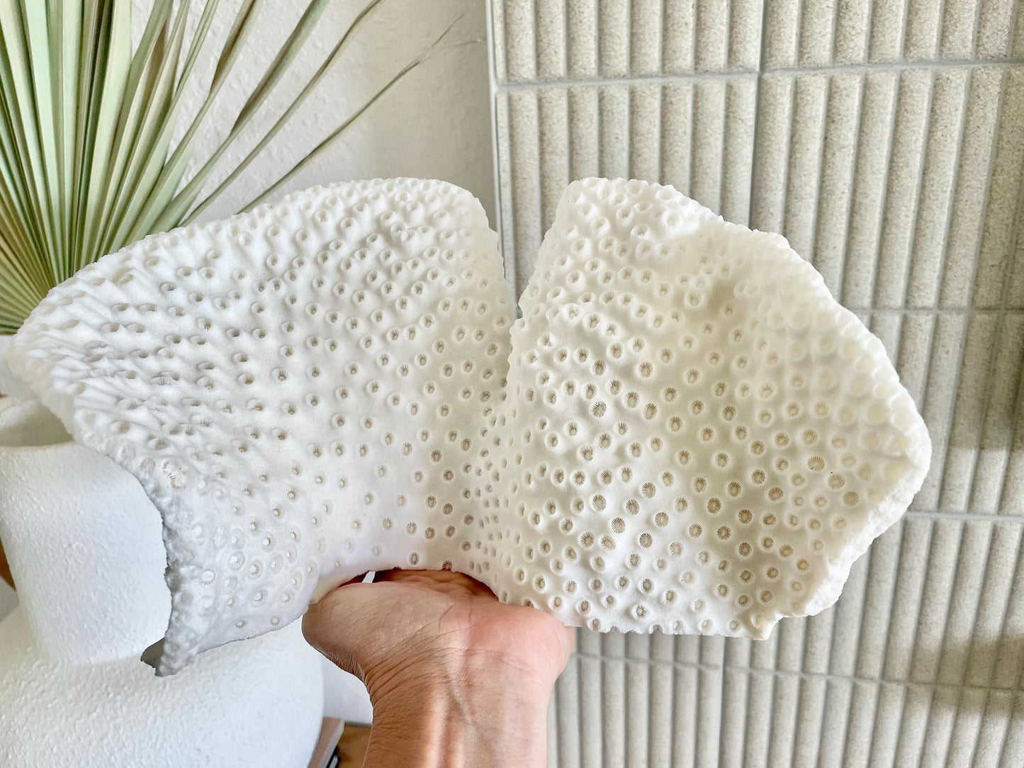 BLACK CUP CORAL Fossil 100% Natural 11"x6"x6" Coastal Beach Home Décor Display White