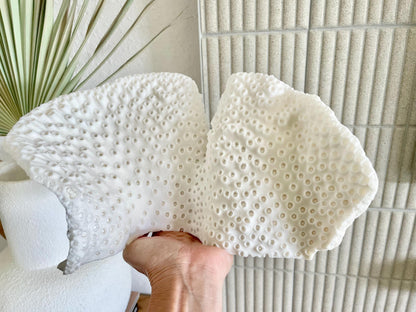 BLACK CUP CORAL Fossil 100% Natural 11"x6"x6" Coastal Beach Home Décor Display White