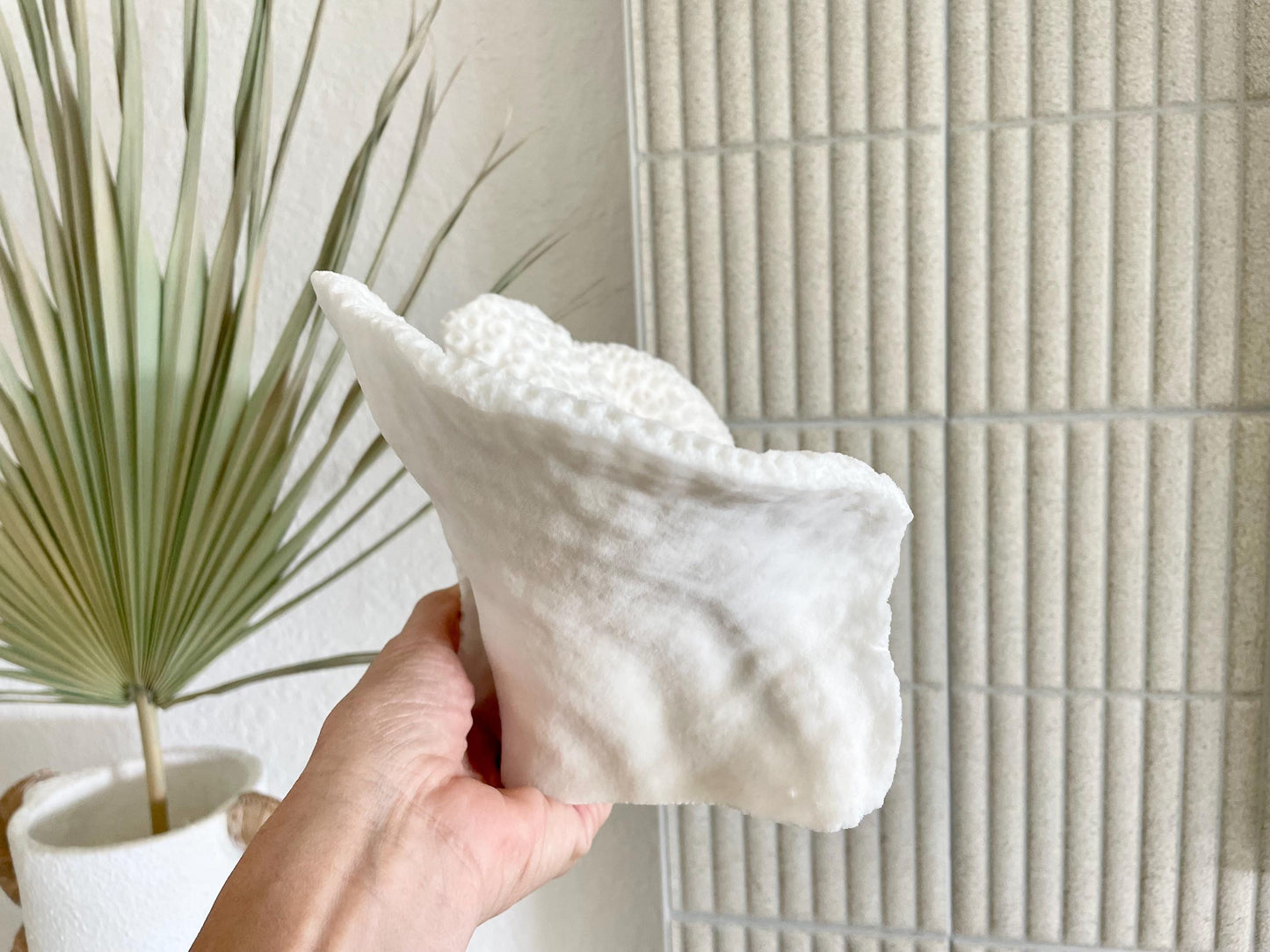 BLACK CUP CORAL Fossil 100% Natural 11"x6"x6" Coastal Beach Home Décor Display White