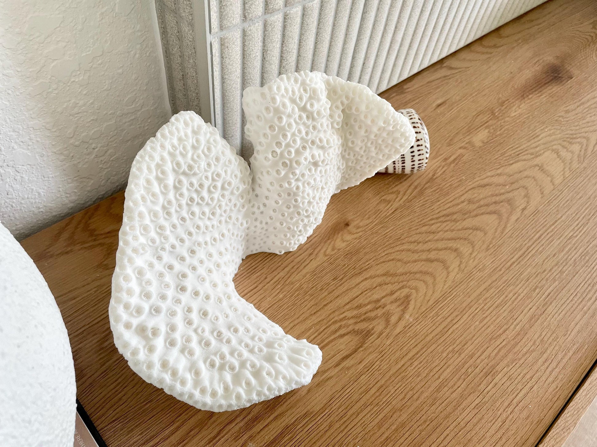 BLACK CUP CORAL Fossil 100% Natural 11"x6"x6" Coastal Beach Home Décor Display White