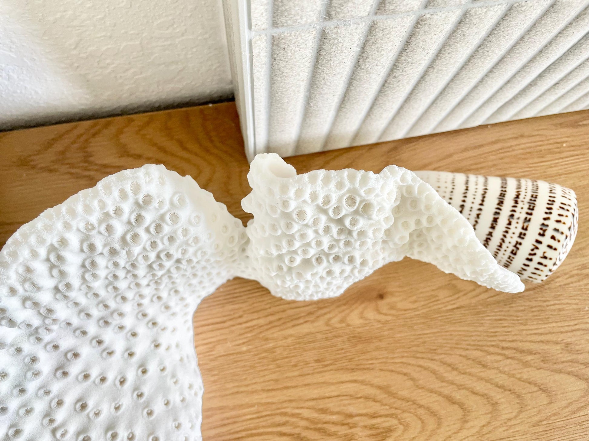 BLACK CUP CORAL Fossil 100% Natural 11"x6"x6" Coastal Beach Home Décor Display White