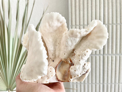 BLACK CUP CORAL Fossil 100% Natural 9.5"x6.5"x5.5" Coastal Beach Home Décor Display White