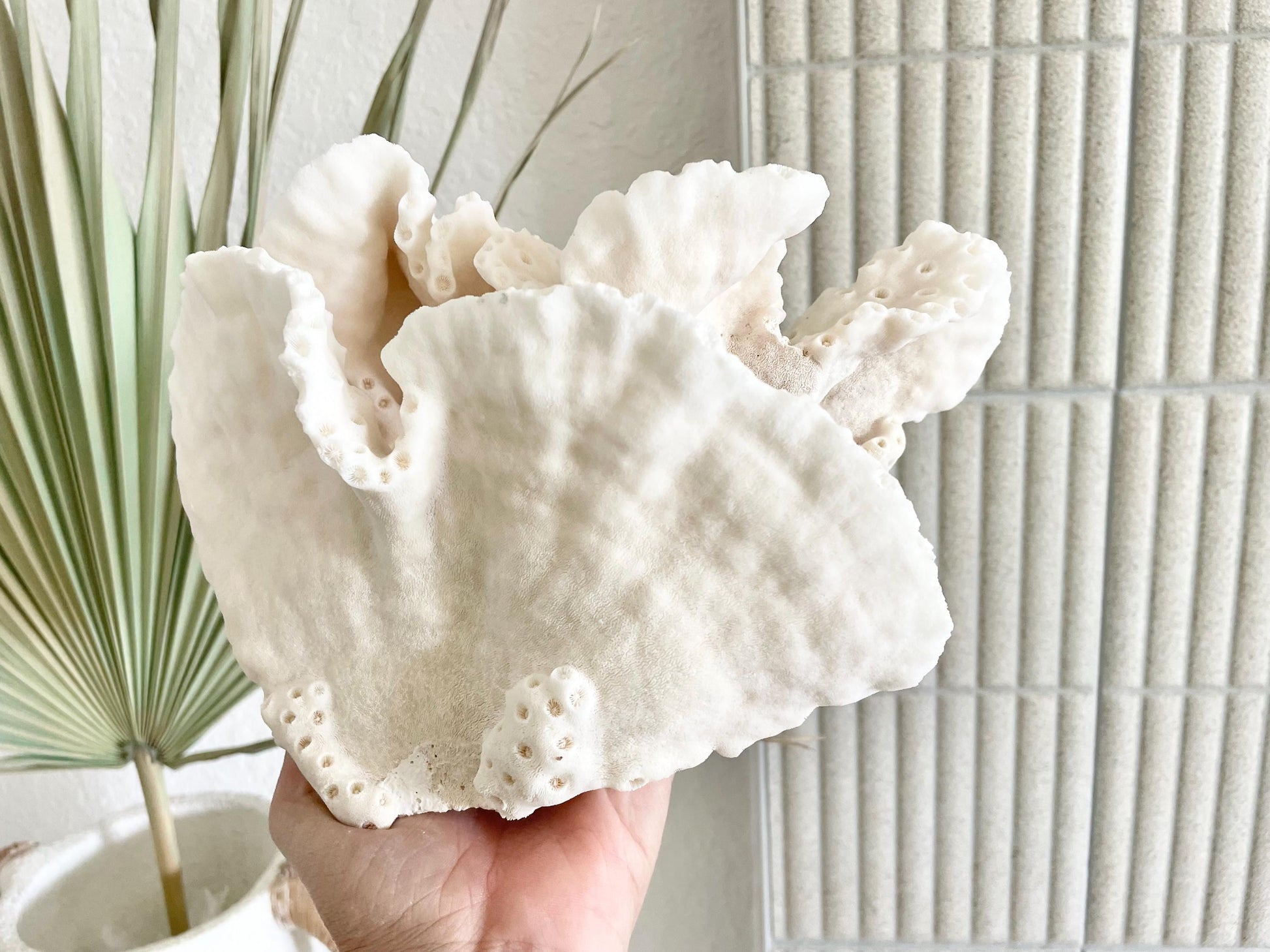 BLACK CUP CORAL Fossil 100% Natural 9.5"x6.5"x5.5" Coastal Beach Home Décor Display White