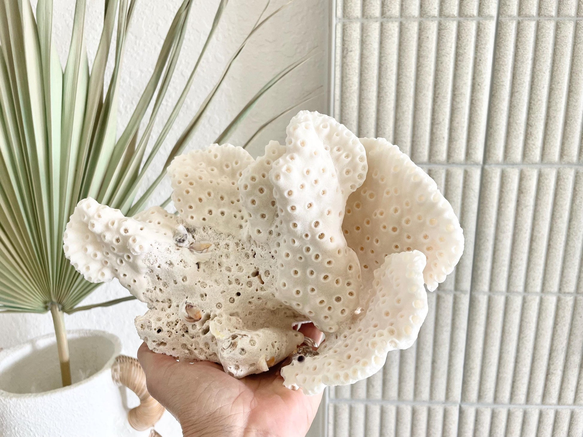 BLACK CUP CORAL Fossil 100% Natural 9.5"x6.5"x5.5" Coastal Beach Home Décor Display White