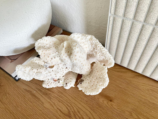 BLACK CUP CORAL Fossil 100% Natural 9.5"x6.5"x5.5" Coastal Beach Home Décor Display White