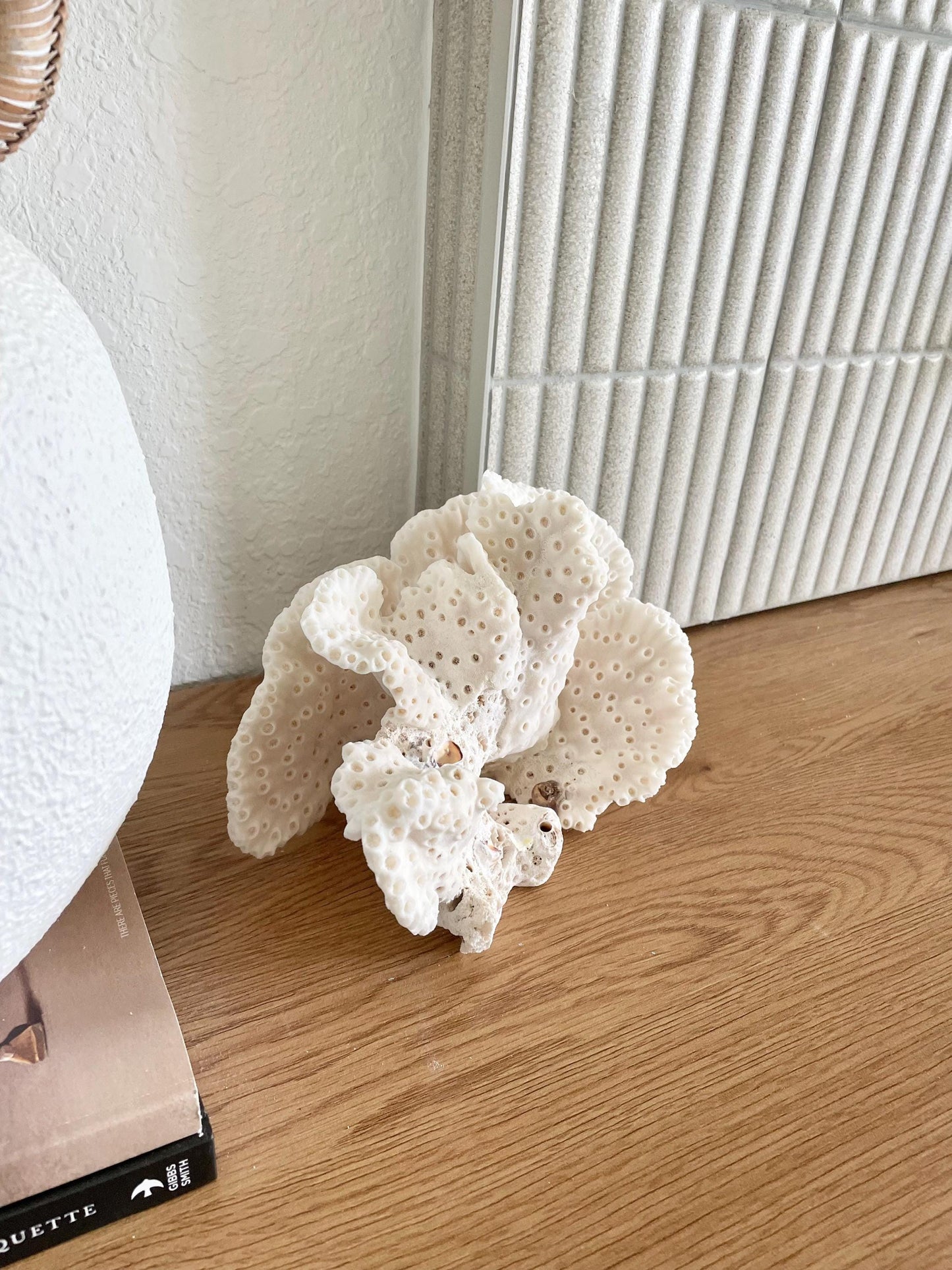 BLACK CUP CORAL Fossil 100% Natural 9.5"x6.5"x5.5" Coastal Beach Home Décor Display White