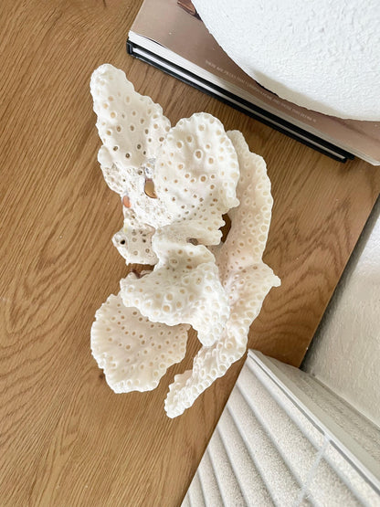 BLACK CUP CORAL Fossil 100% Natural 9.5"x6.5"x5.5" Coastal Beach Home Décor Display White