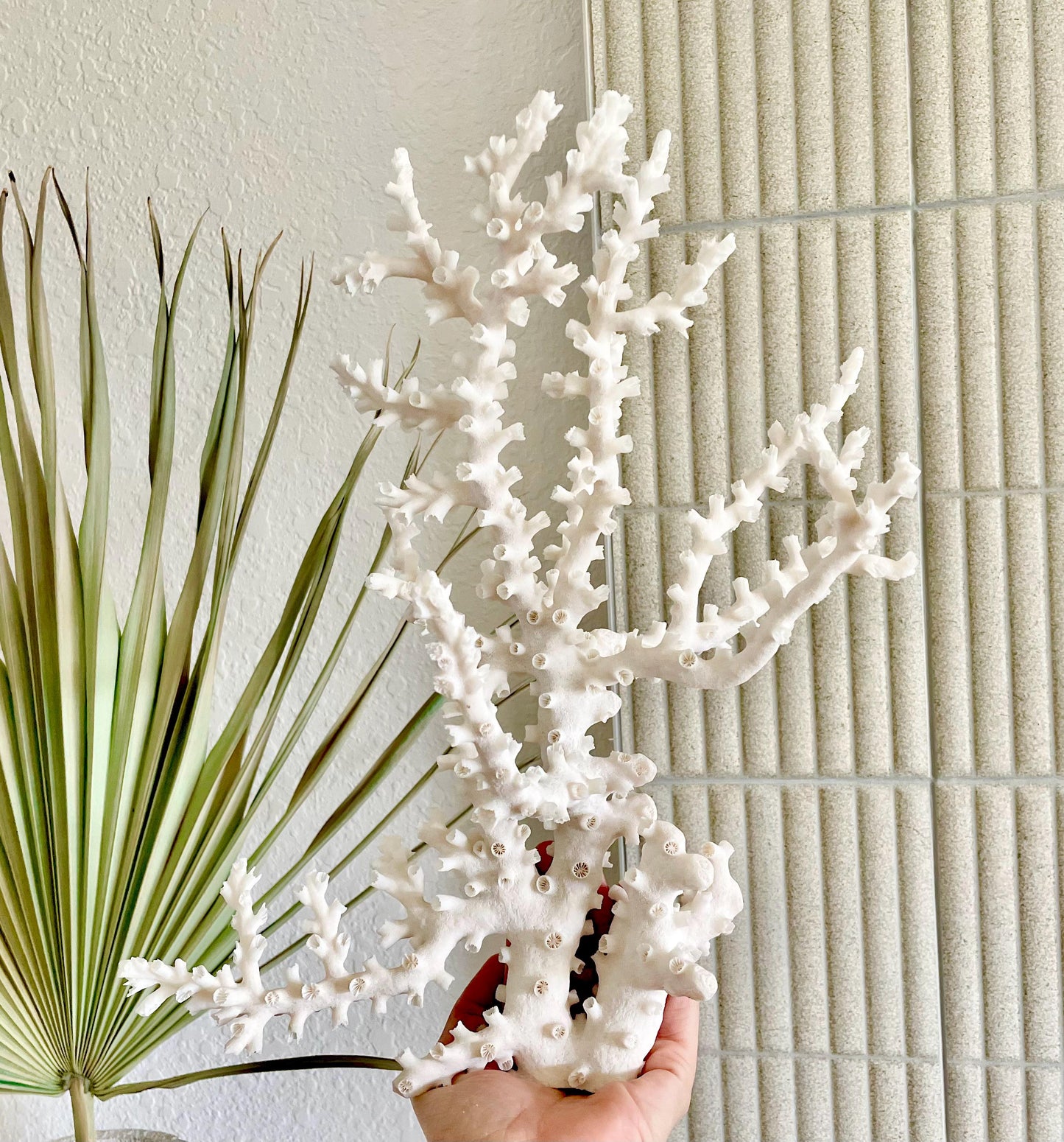 OCTOPUS CORAL Fossil 100% Natural 13"x12.5"x7" Coastal Beach Home Décor Display White