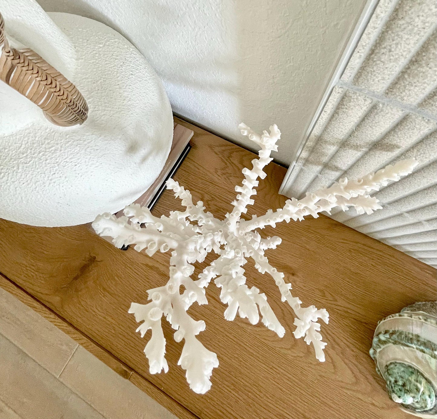 OCTOPUS CORAL Fossil 100% Natural 13"x12.5"x7" Coastal Beach Home Décor Display White