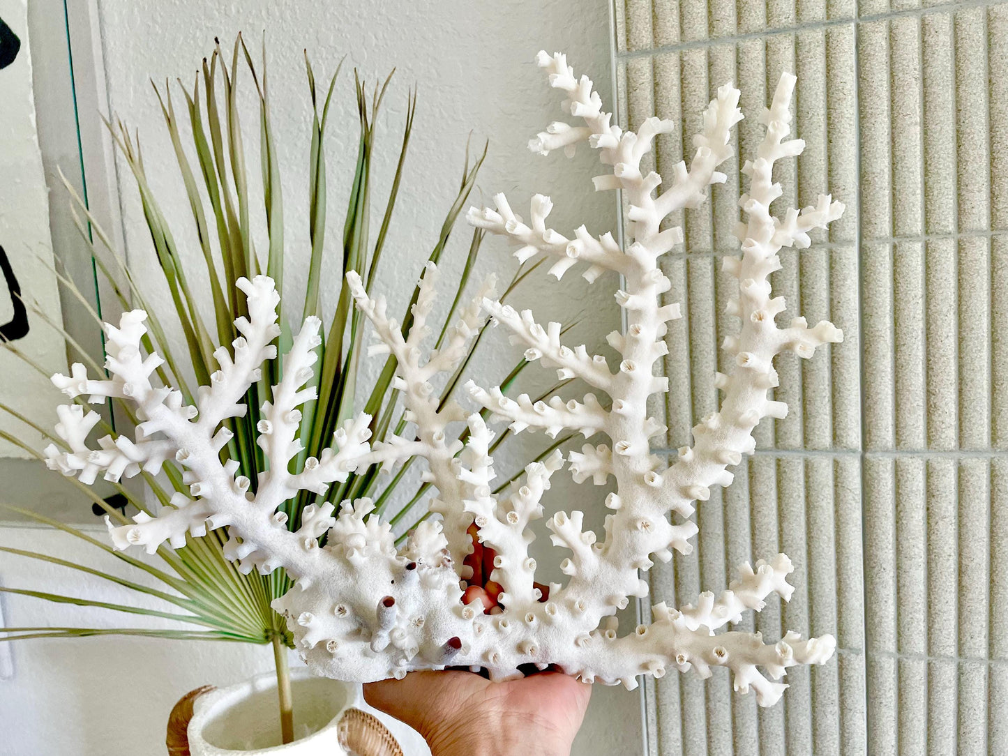 OCTOPUS CORAL Fossil 100% Natural 14"x11"x5.5" Coastal Beach Home Décor Display White