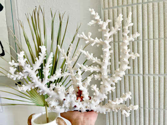 OCTOPUS CORAL Fossil 100% Natural 14"x11"x5.5" Coastal Beach Home Décor Display White