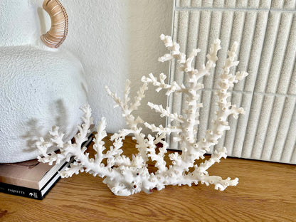 OCTOPUS CORAL Fossil 100% Natural 14"x11"x5.5" Coastal Beach Home Décor Display White