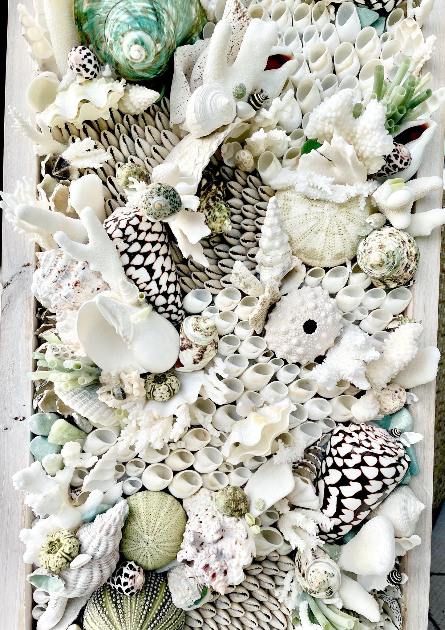 Seashell Modern Coastal Wall Art Natural Textured Sea shells Urchins Coral 32" x 12" Beach House Décor White Black Green