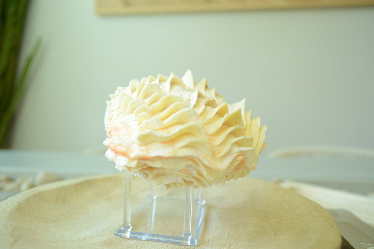 DERASA CLAM SHELLS Open Matching Paired *All Sizes* Natural Colored White Yellow Display Seashell