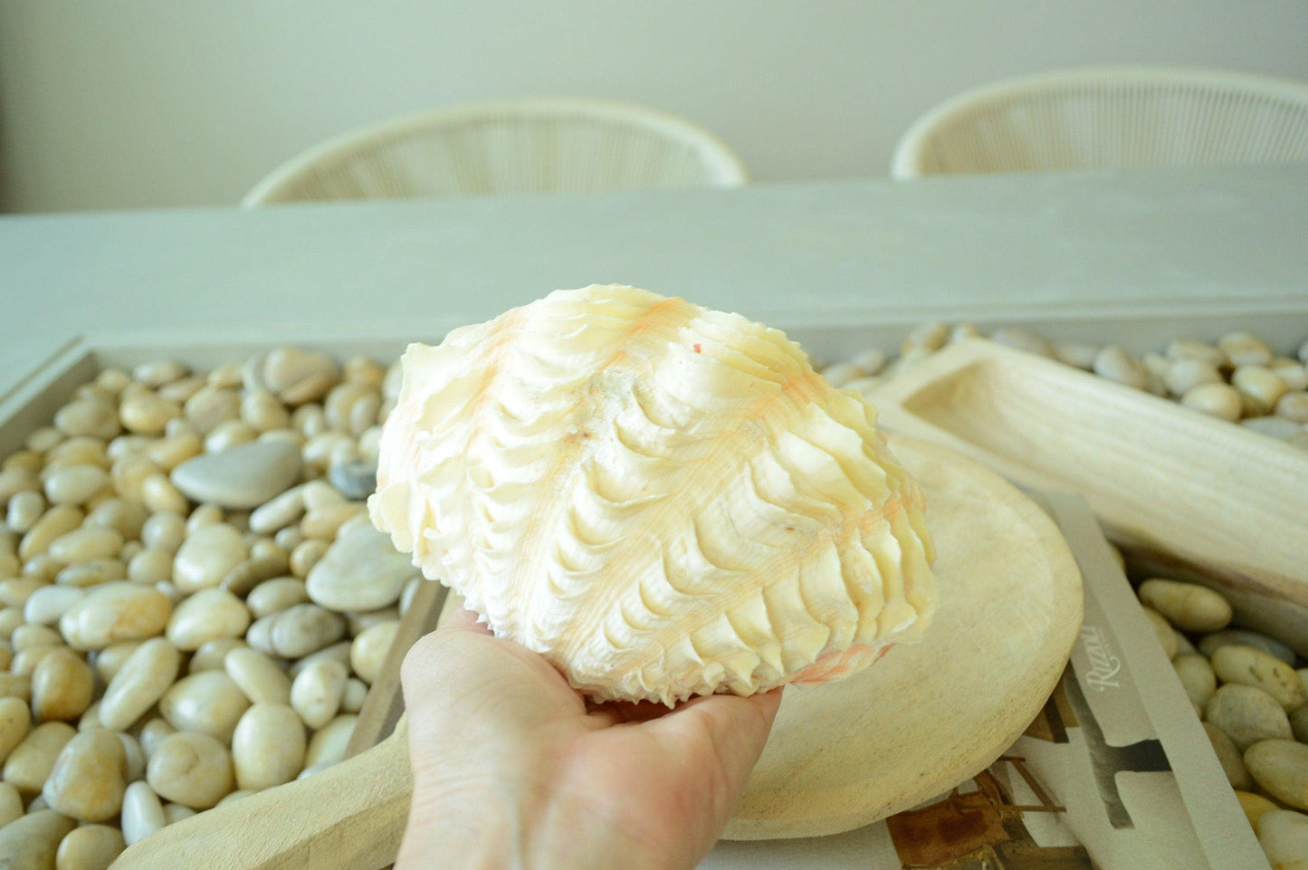 DERASA CLAM SHELLS Open Matching Paired *All Sizes* Natural Colored White Yellow Display Seashell