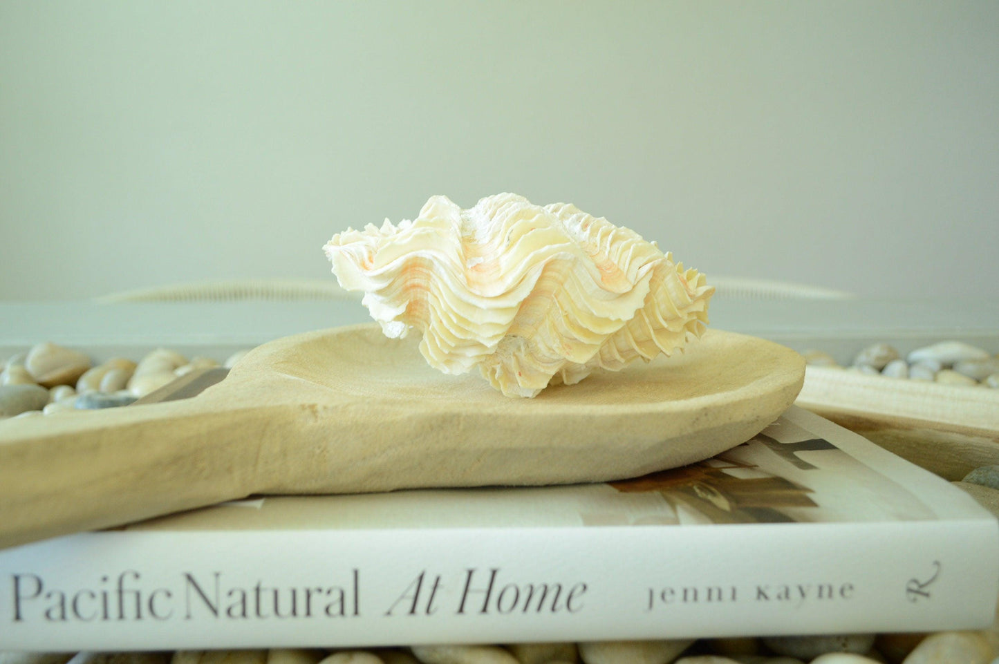 DERASA CLAM SHELLS Open Matching Paired *All Sizes* Natural Colored White Yellow Display Seashell
