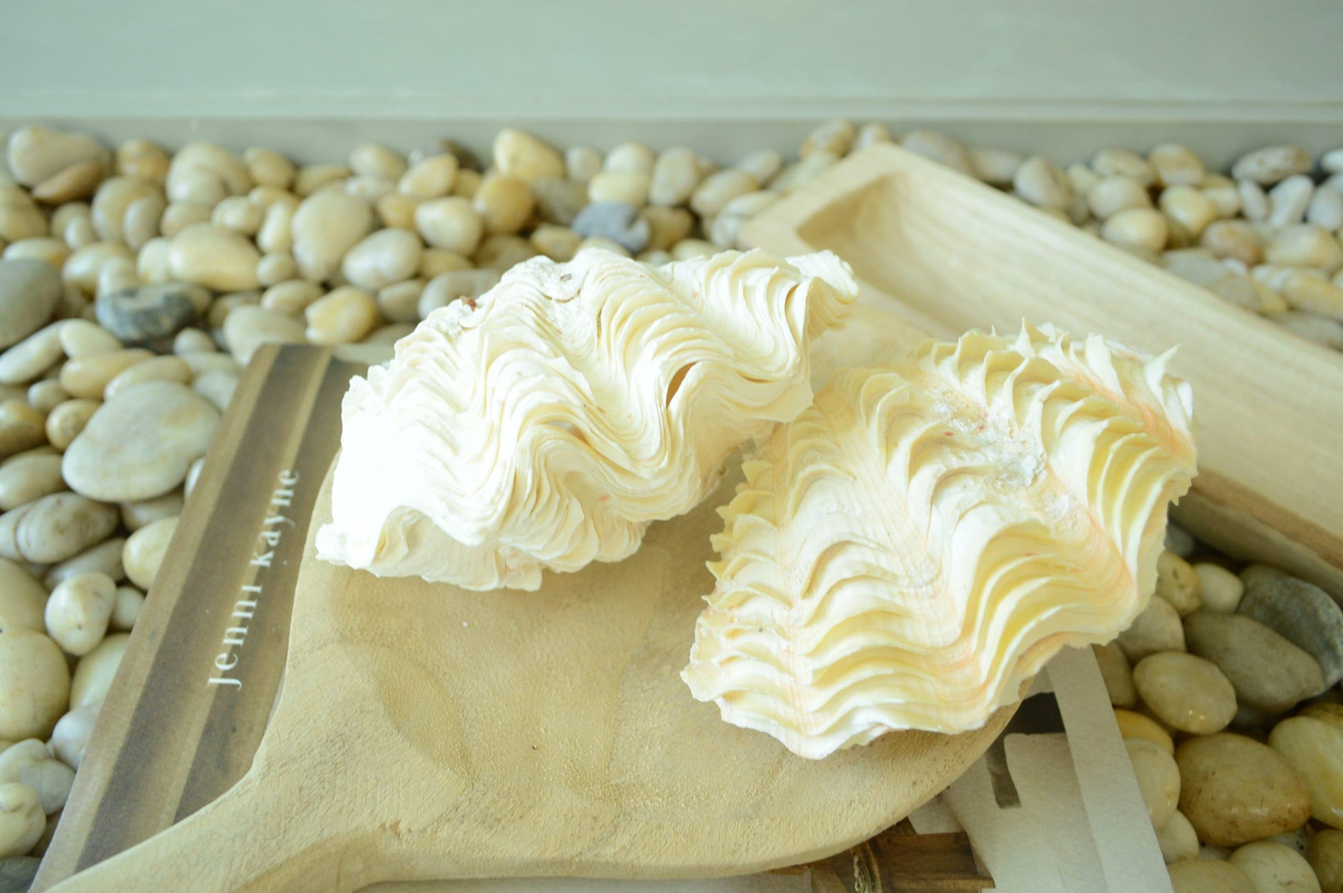 DERASA CLAM SHELLS Open Matching Paired *All Sizes* Natural Colored White Yellow Display Seashell