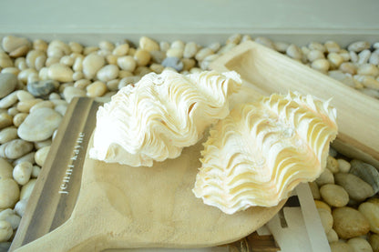 DERASA CLAM SHELLS Open Matching Paired *All Sizes* Natural Colored White Yellow Display Seashell