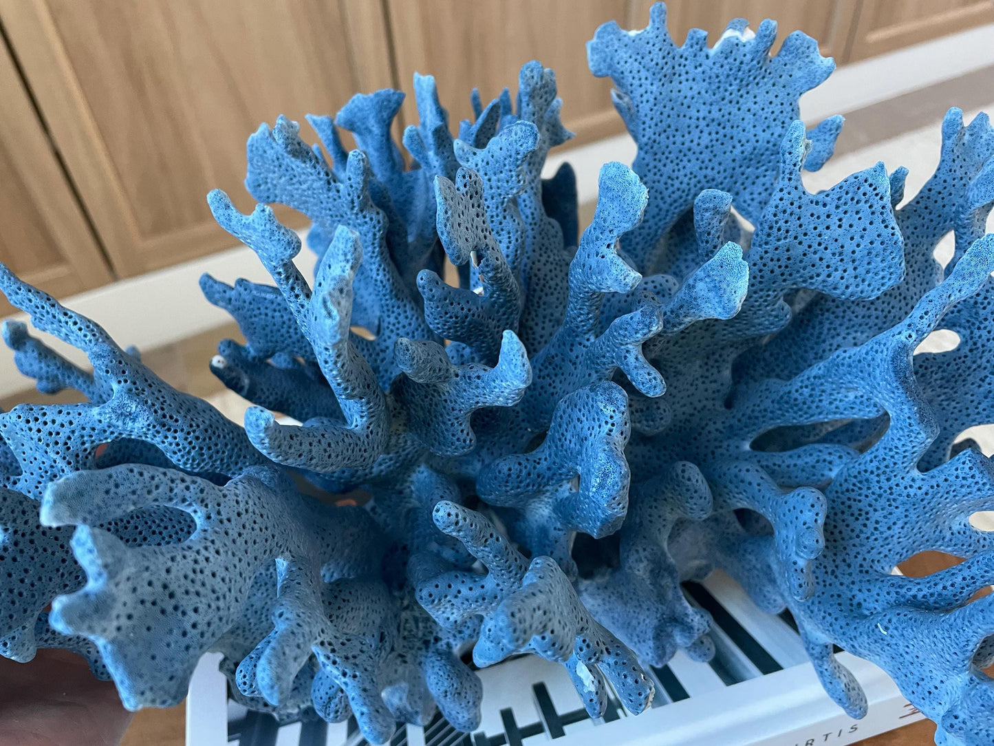 Genuine 100% Natural Blue Ridge Coral 15" Long Fossil Specimen Coastal Ocean Reef Display Nautical Beach House Décor
