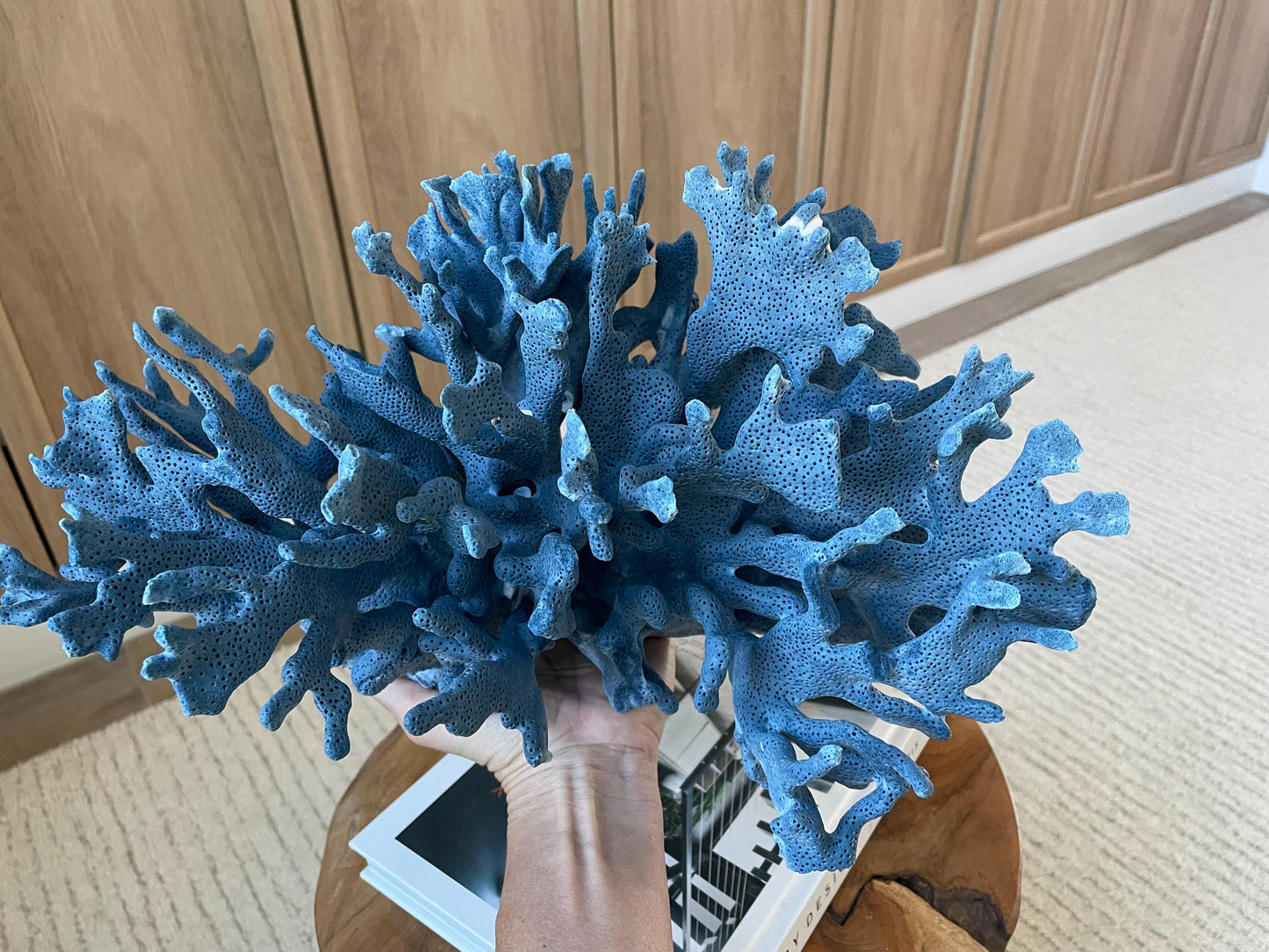 Genuine 100% Natural Blue Ridge Coral 15" Long Fossil Specimen Coastal Ocean Reef Display Nautical Beach House Décor