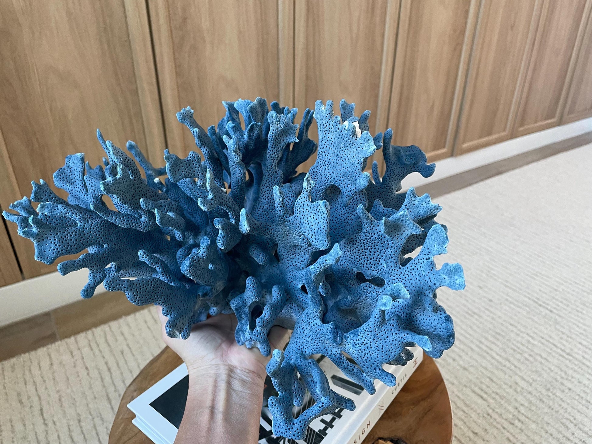 Genuine 100% Natural Blue Ridge Coral 15" Long Fossil Specimen Coastal Ocean Reef Display Nautical Beach House Décor