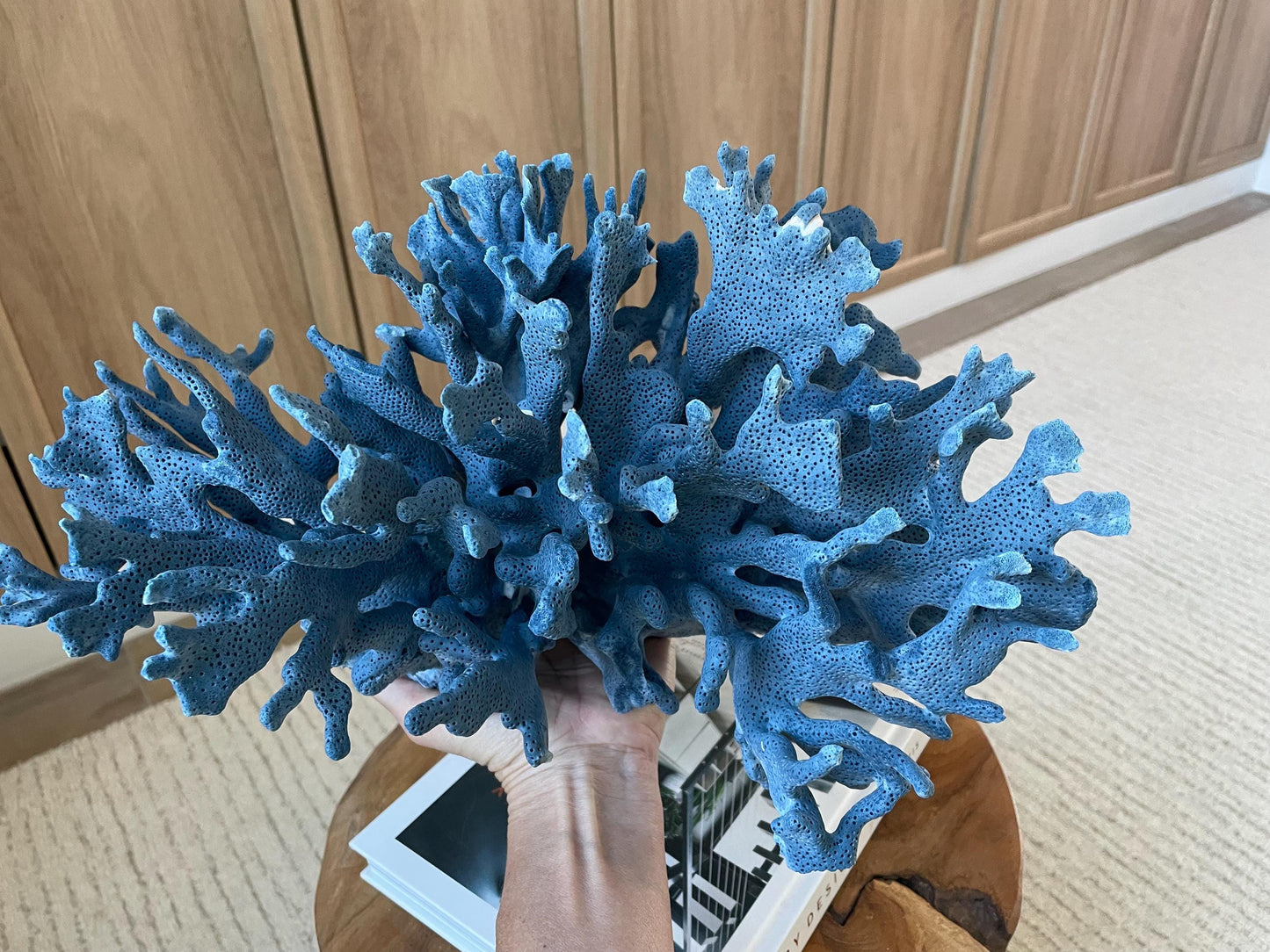 Genuine 100% Natural Blue Ridge Coral 15" Long Fossil Specimen Coastal Ocean Reef Display Nautical Beach House Décor