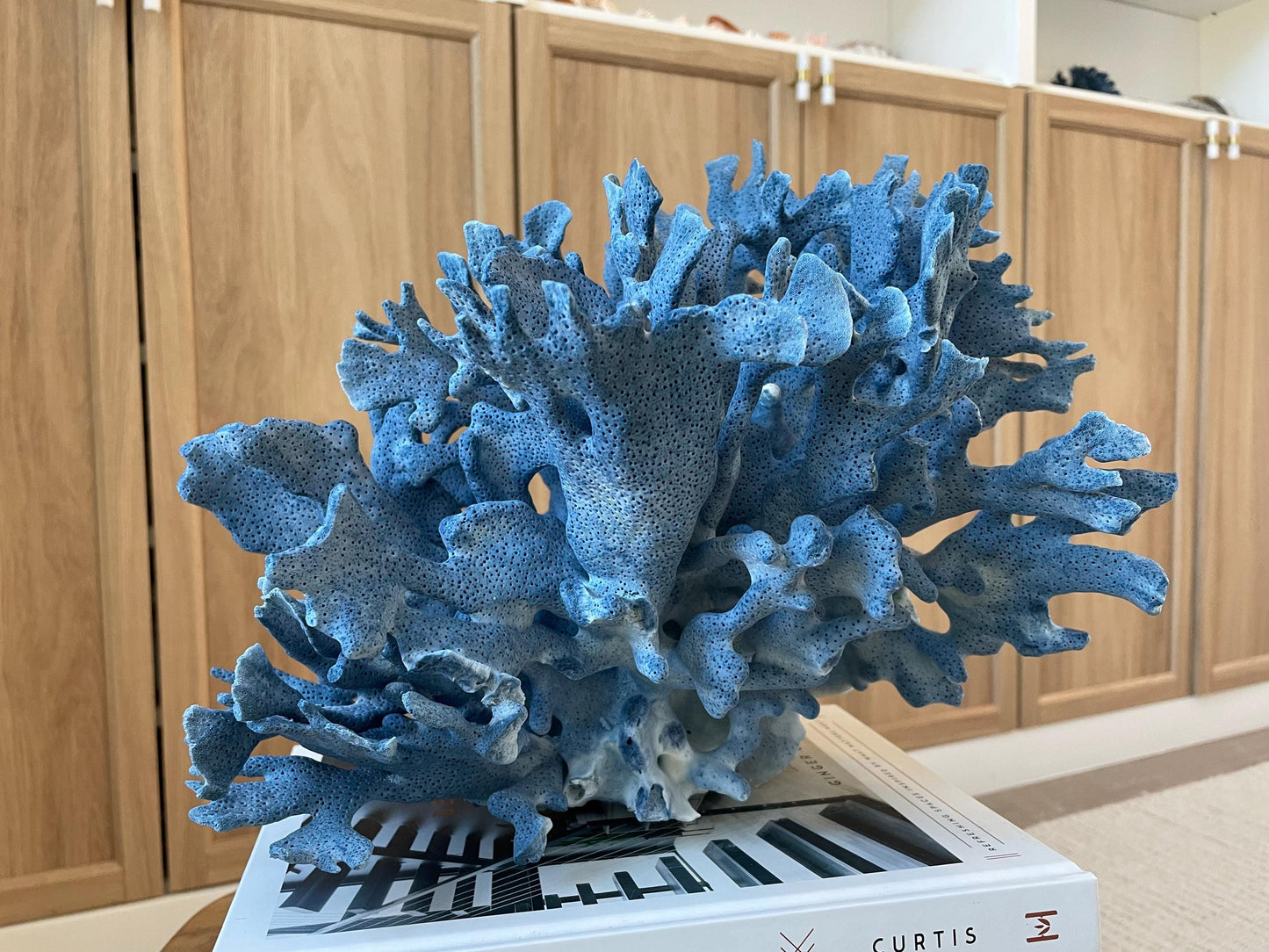 Genuine 100% Natural Blue Ridge Coral 12.5" x 10.25" x 10" Long Fossil Specimen Coastal Ocean Reef Display Nautical Beach House Décor