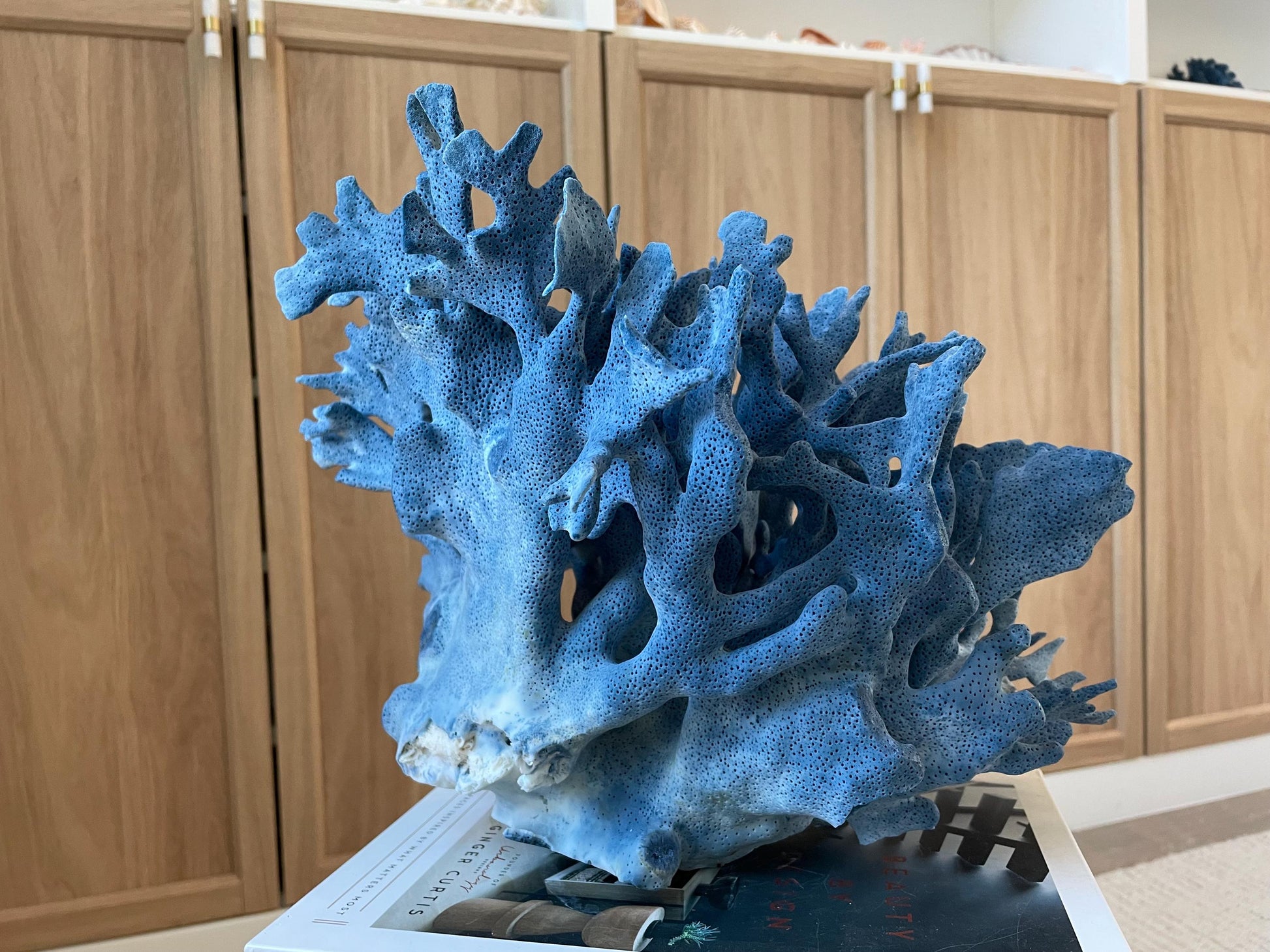 Genuine 100% Natural Blue Ridge Coral 12.5" x 10.25" x 10" Long Fossil Specimen Coastal Ocean Reef Display Nautical Beach House Décor