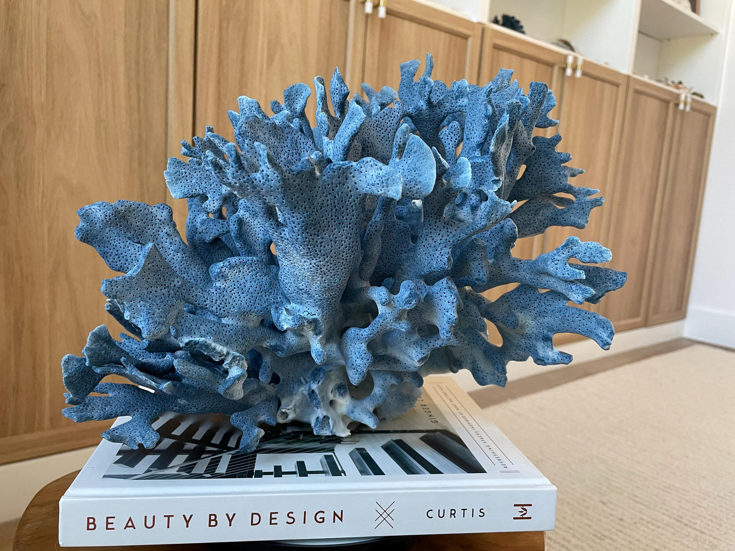 Genuine 100% Natural Blue Ridge Coral 12.5" x 10.25" x 10" Long Fossil Specimen Coastal Ocean Reef Display Nautical Beach House Décor