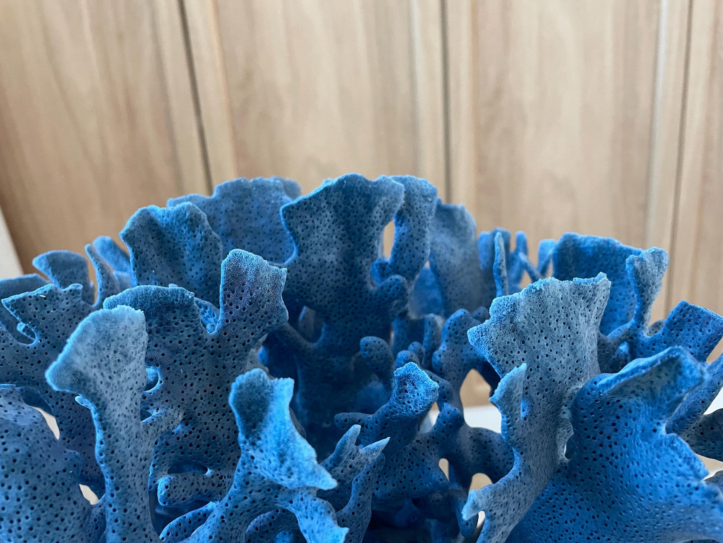 Genuine 100% Natural Blue Ridge Coral 12.5" x 12" x 8" Long Fossil Specimen Coastal Ocean Reef Display Nautical Beach House Décor