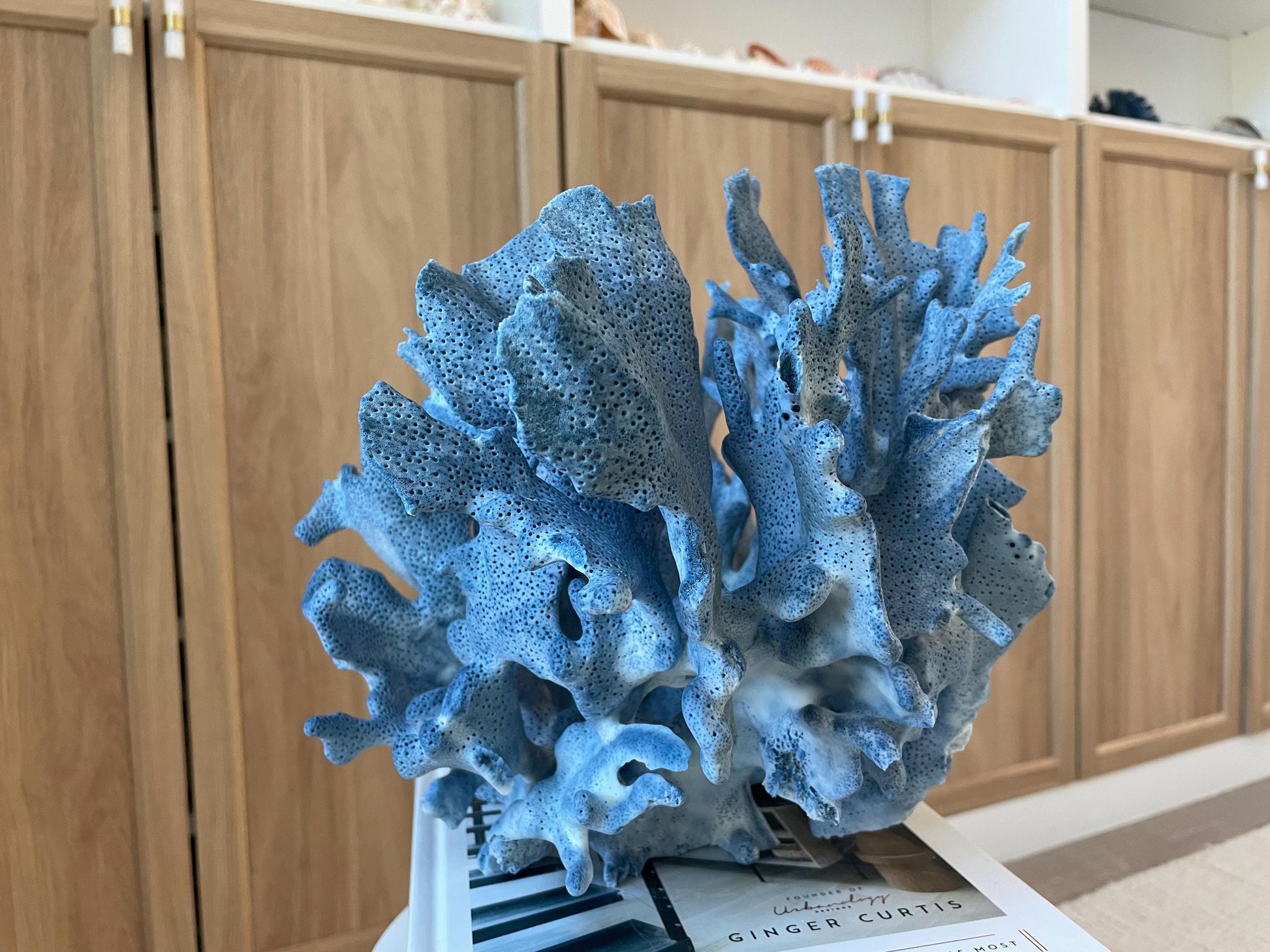 Genuine 100% Natural Blue Ridge Coral 13.5" x 11" x 9.5" Long Fossil Specimen Coastal Ocean Reef Display Nautical Beach House Décor