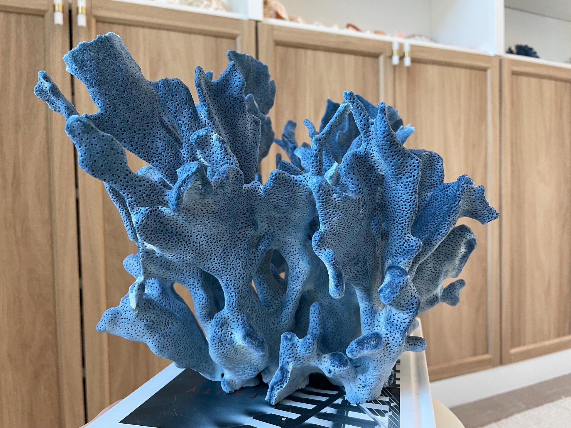 Genuine 100% Natural Blue Ridge Coral 13.5" x 11" x 9.5" Long Fossil Specimen Coastal Ocean Reef Display Nautical Beach House Décor