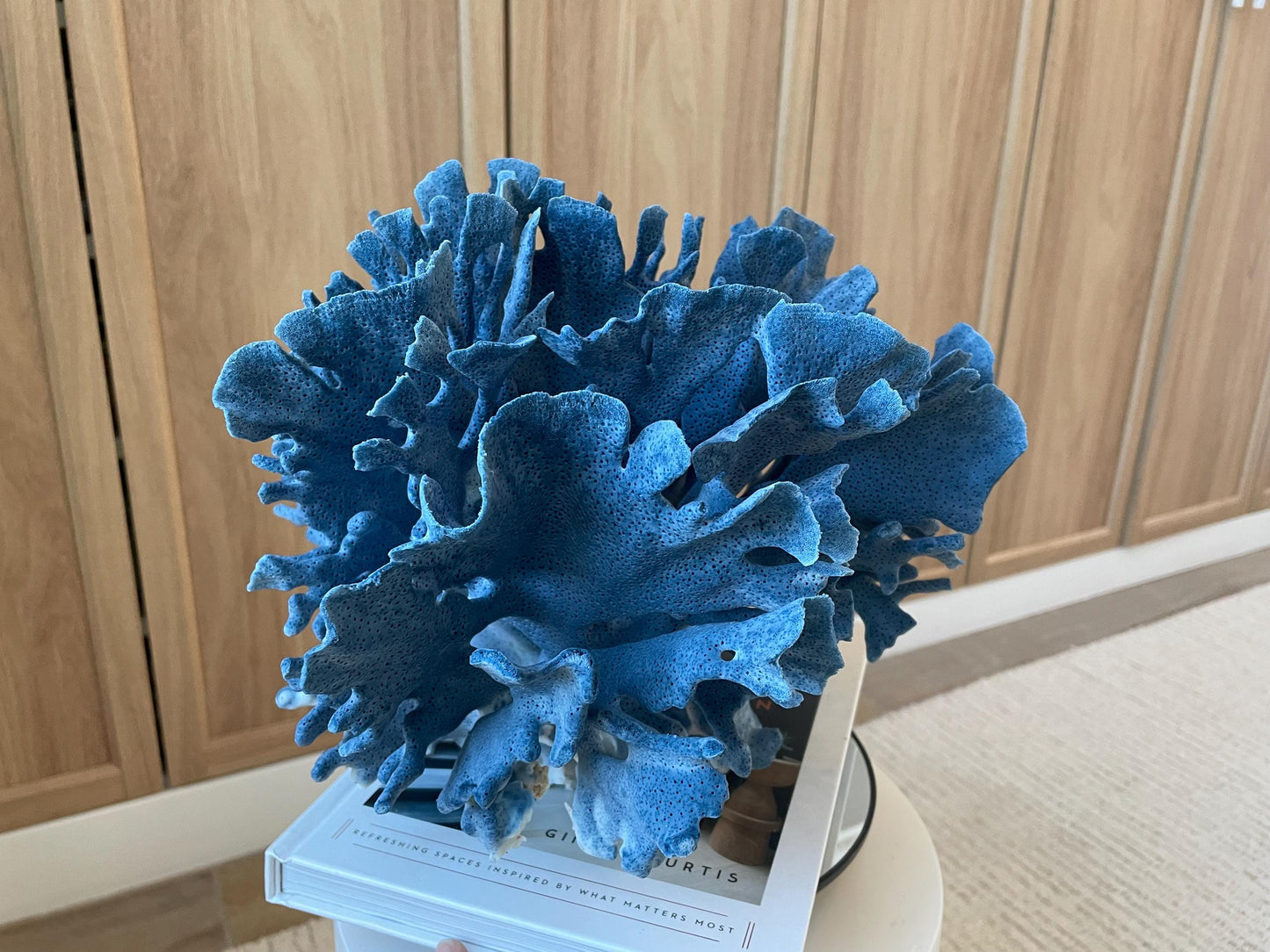 Genuine 100% Natural Blue Ridge Coral 13.5" x 11.5" x 9.5" Long Fossil Specimen Coastal Ocean Reef Display Nautical Beach House Décor