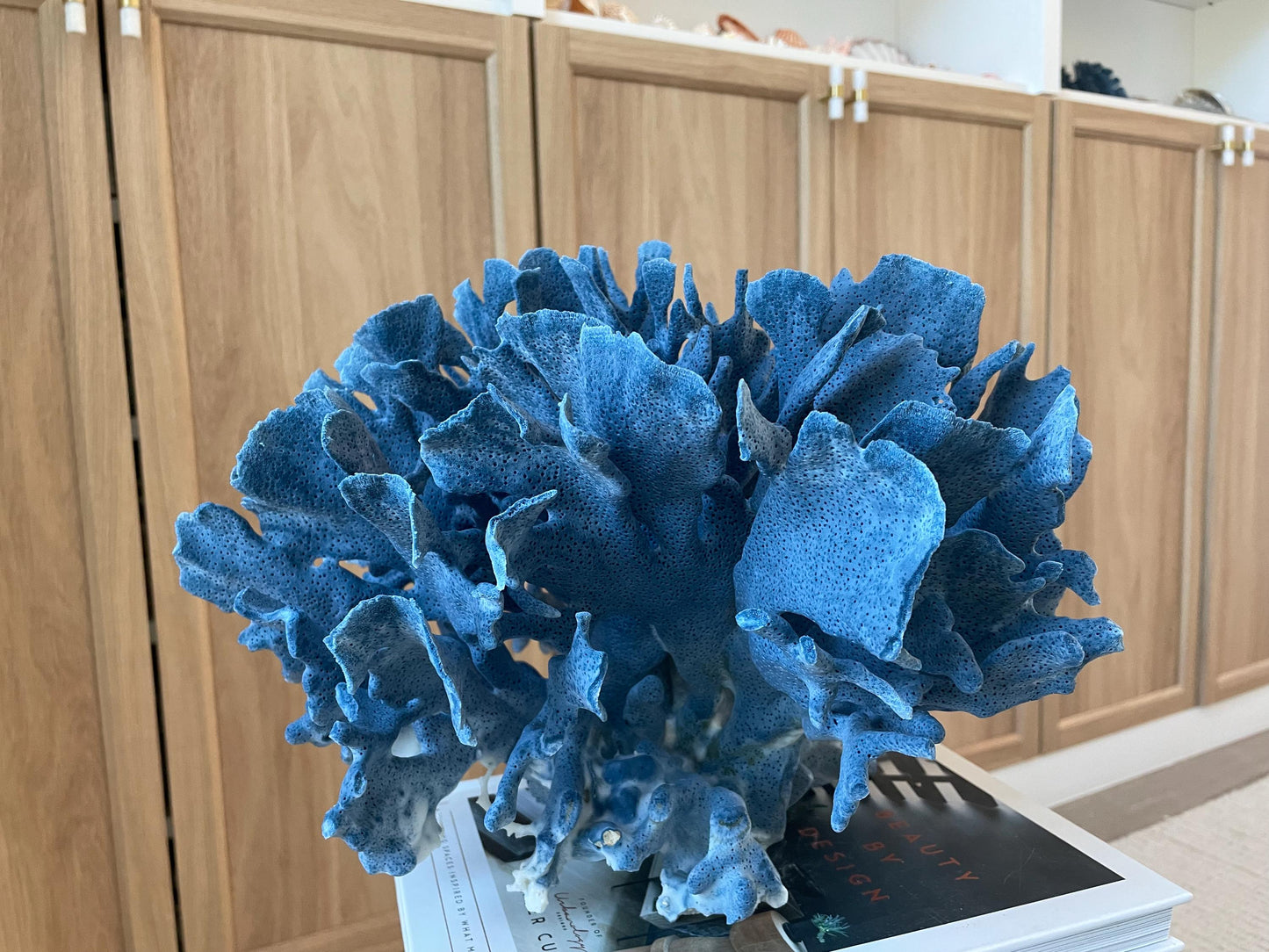 Genuine 100% Natural Blue Ridge Coral 13.5" x 11.5" x 9.5" Long Fossil Specimen Coastal Ocean Reef Display Nautical Beach House Décor