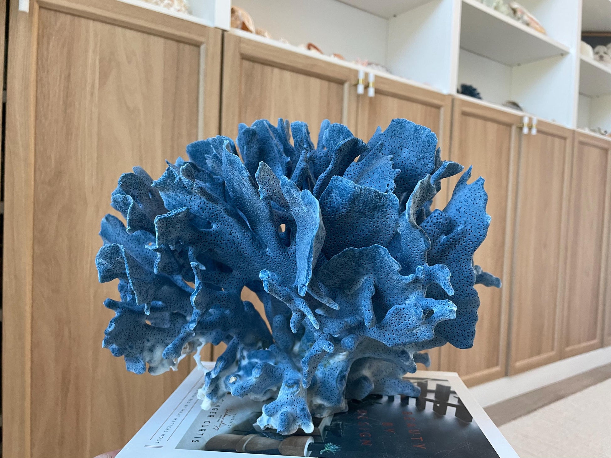 Genuine 100% Natural Blue Ridge Coral 13.5" x 11.5" x 9.5" Long Fossil Specimen Coastal Ocean Reef Display Nautical Beach House Décor