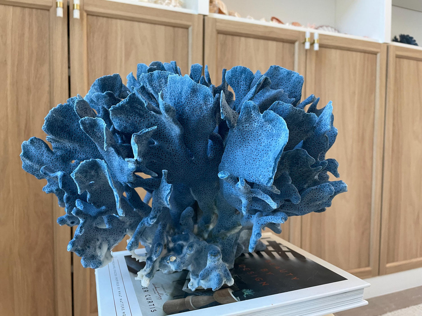 Genuine 100% Natural Blue Ridge Coral 13.5" x 11.5" x 9.5" Long Fossil Specimen Coastal Ocean Reef Display Nautical Beach House Décor