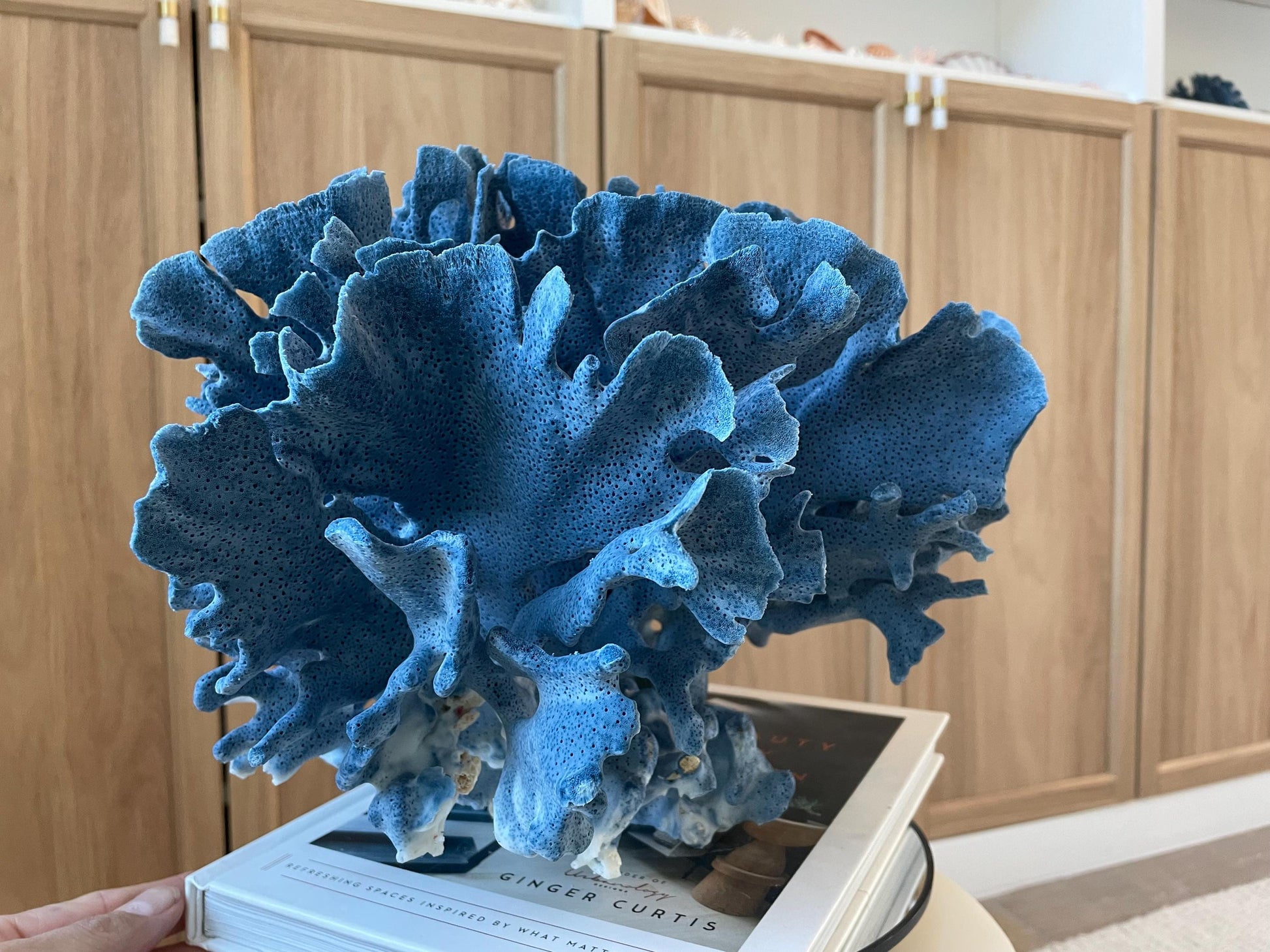 Genuine 100% Natural Blue Ridge Coral 13.5" x 11.5" x 9.5" Long Fossil Specimen Coastal Ocean Reef Display Nautical Beach House Décor