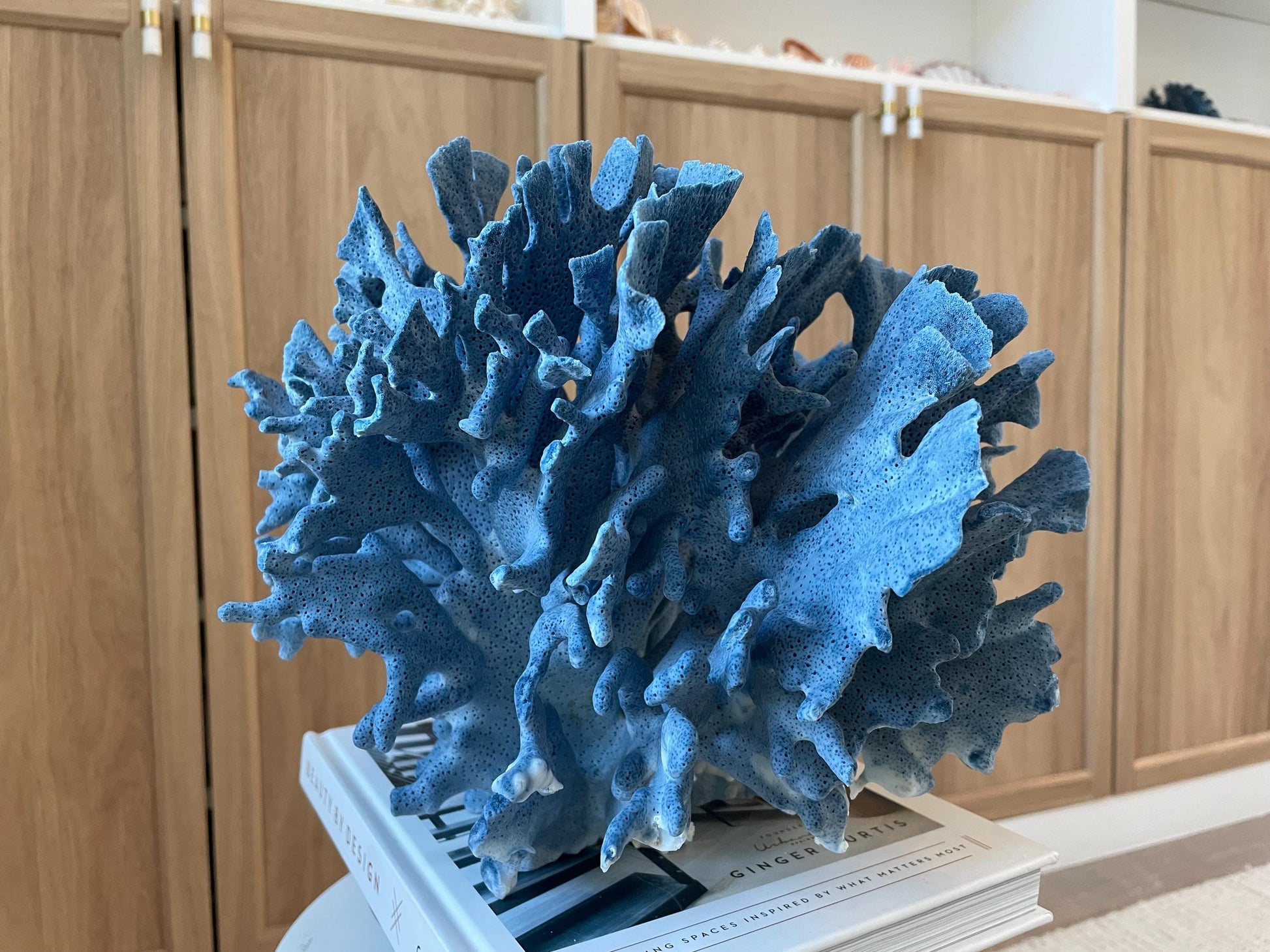 Genuine 100% Natural Blue Ridge Coral 13.5" x 11.5" x 9.5" Long Fossil Specimen Coastal Ocean Reef Display Nautical Beach House Décor