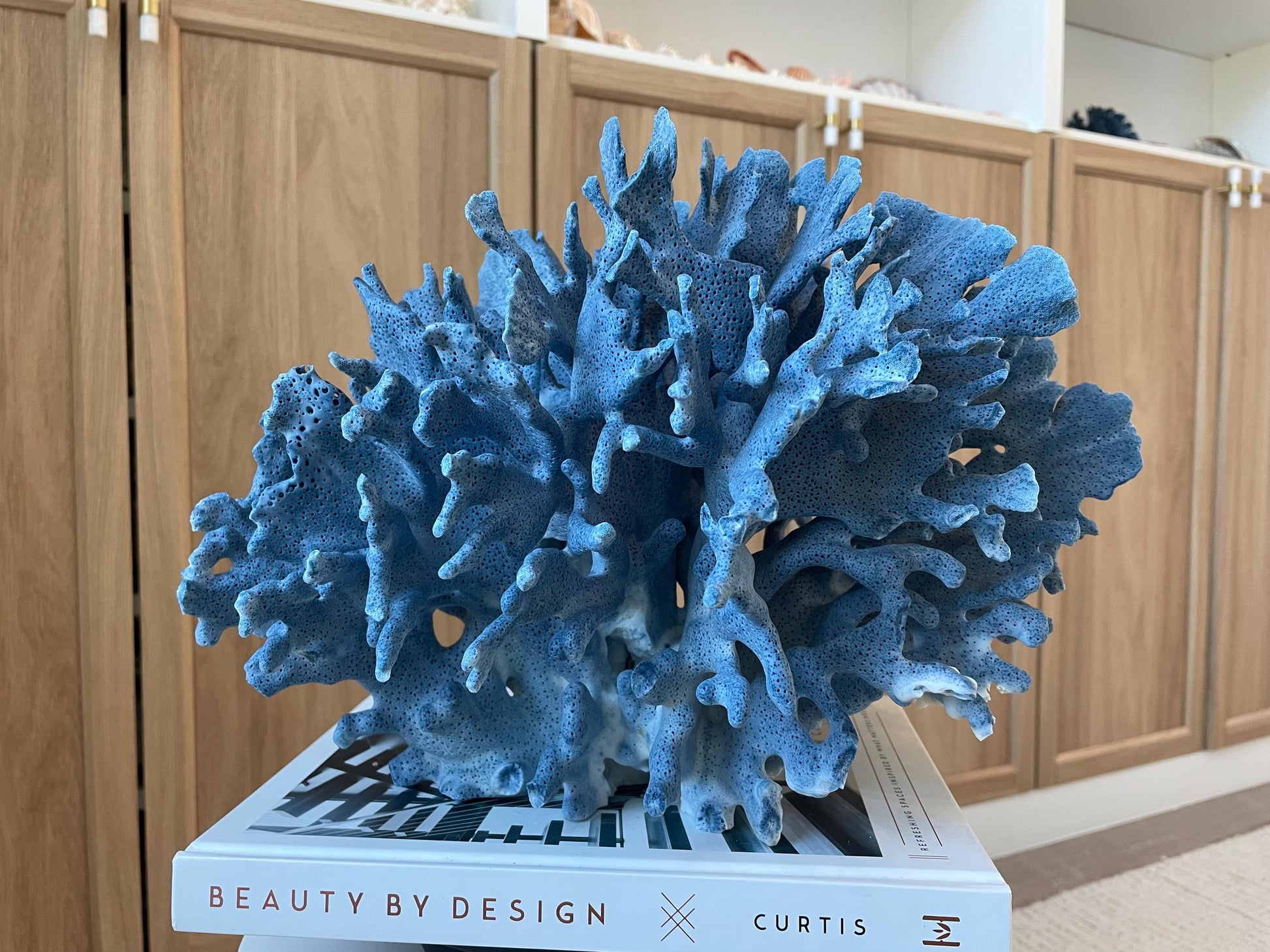 Genuine 100% Natural Blue Ridge Coral 13.5" x 11.5" x 9.5" Long Fossil Specimen Coastal Ocean Reef Display Nautical Beach House Décor