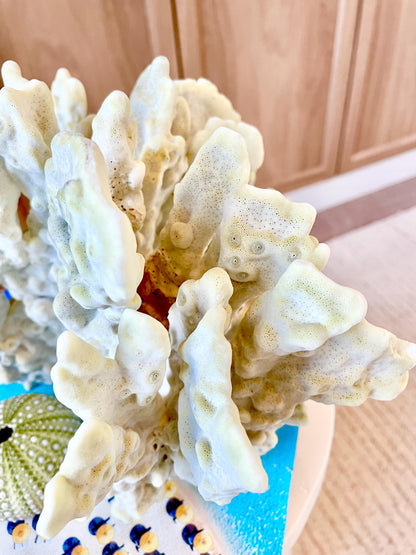 GREEN FIRE SLAB Coral *All Sizes* Authentic Natural Real Sea Fossil Coastal Décor Ocean Beach House Organic Sustainable Nature Art Aquarium